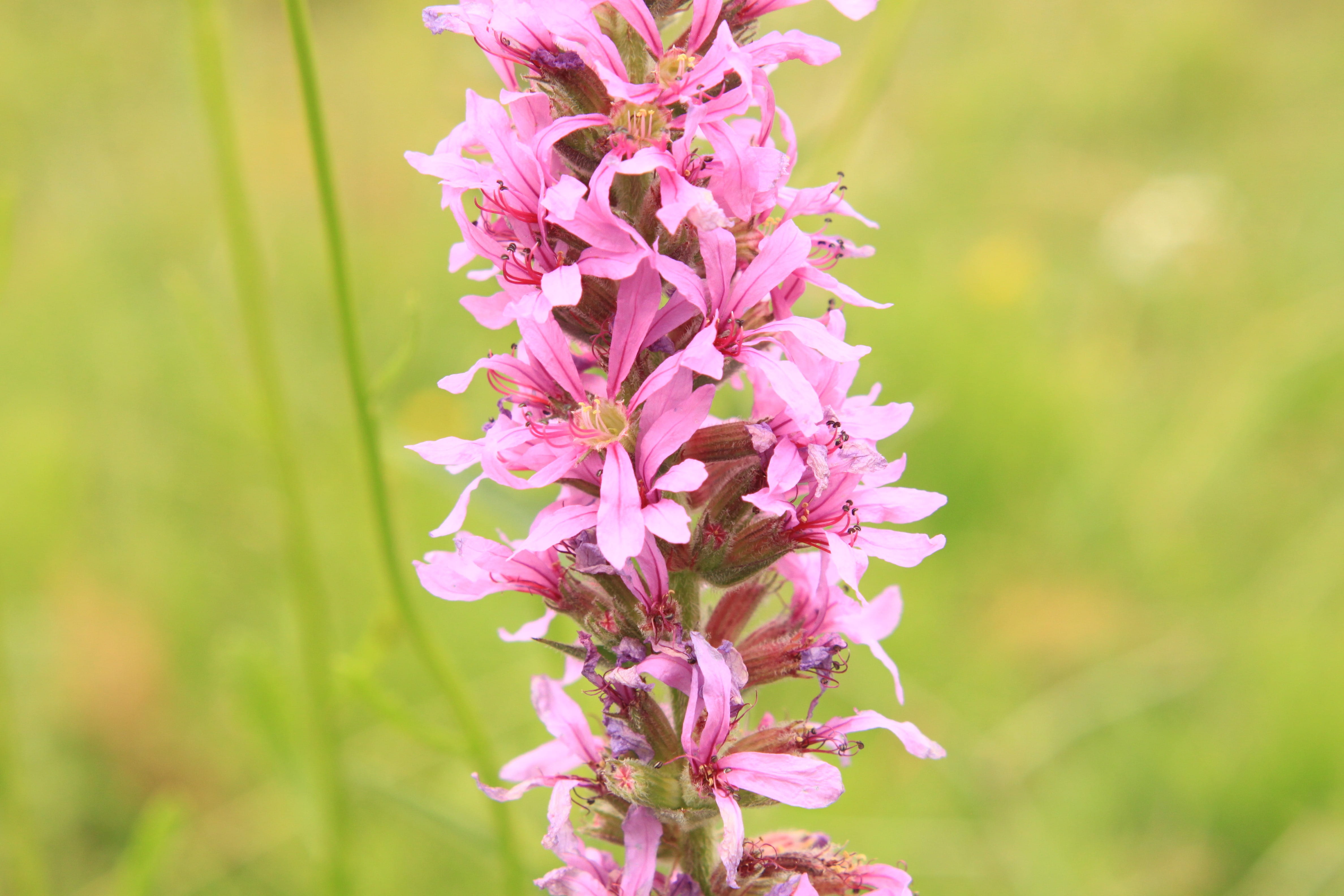 pink color, growth, day, Flowers, lilac, lythrum, Herbs, springtime, outdoors, flower, beauty in nature, close-up, focus on foreground, botany, blossom, HD Wallpaper