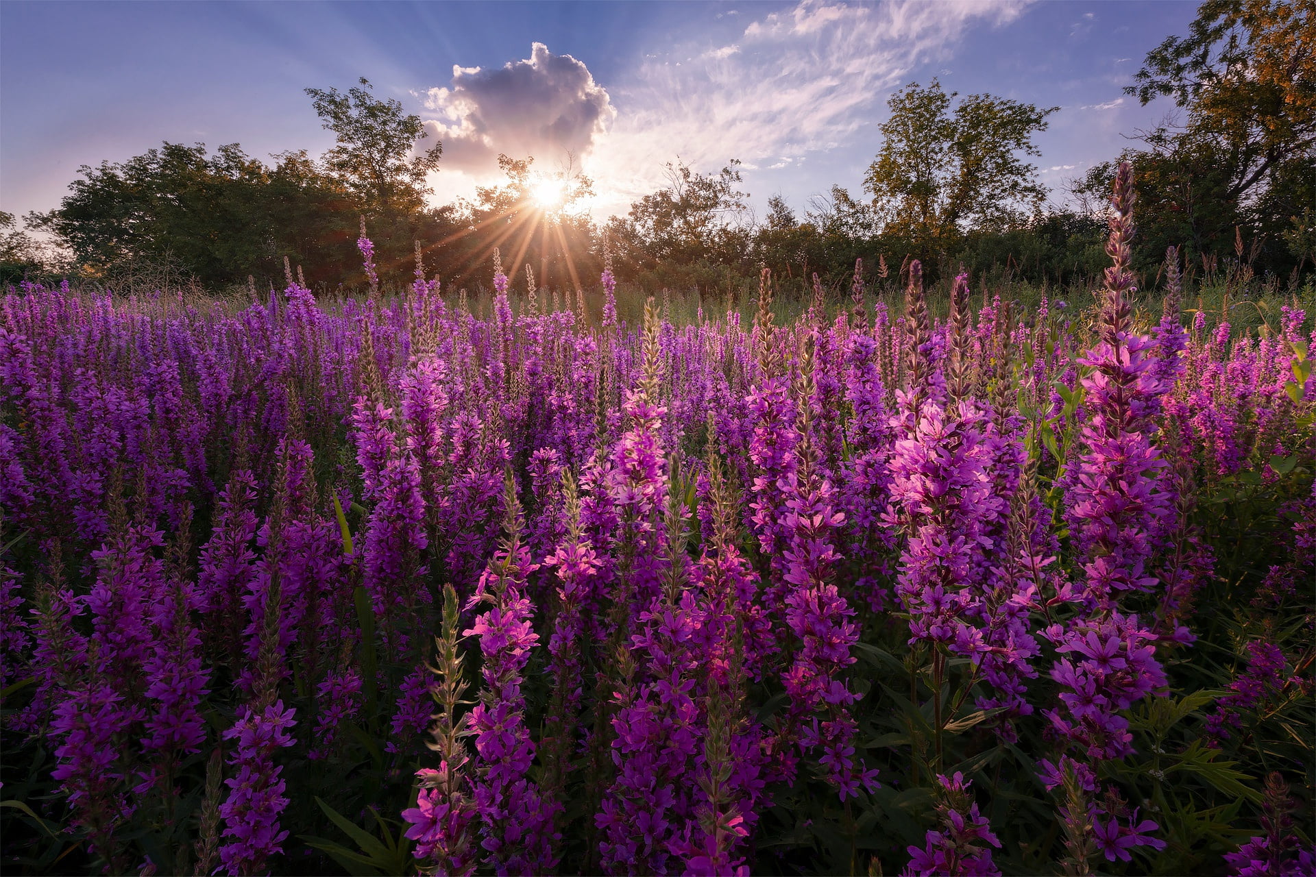 the sky, clouds, loosestrife, Altay, 1080P, lilac, rays, shrubs, Russia, the sun, pink, nature, flowers, landscape, HD Wallpaper