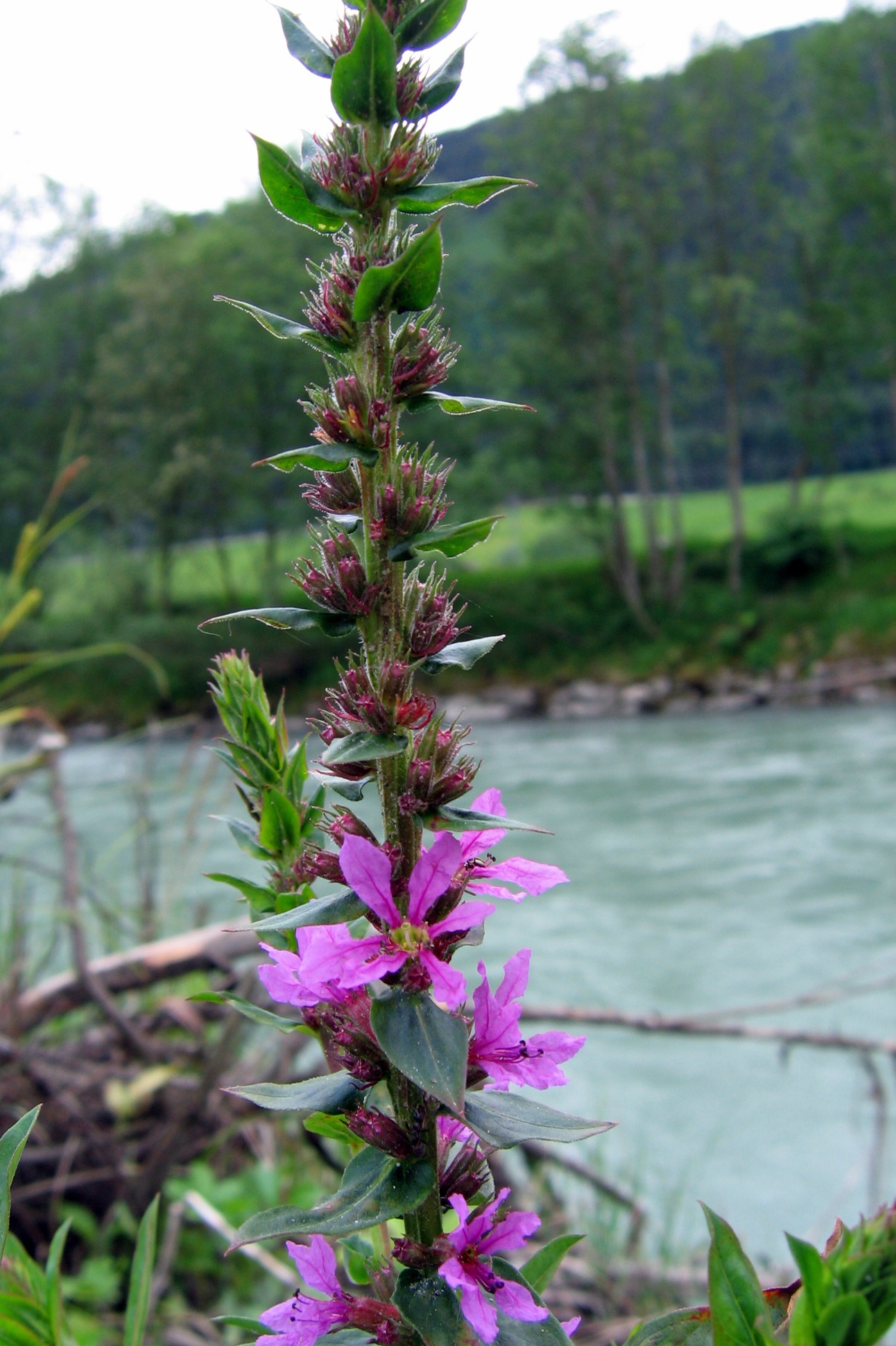 plant, freshness, purple, loosestrife, outdoors, pink color, tranquility, flowering plant, vulnerability, land, plant part, beauty in nature, fragility, Phone HD Wallpaper