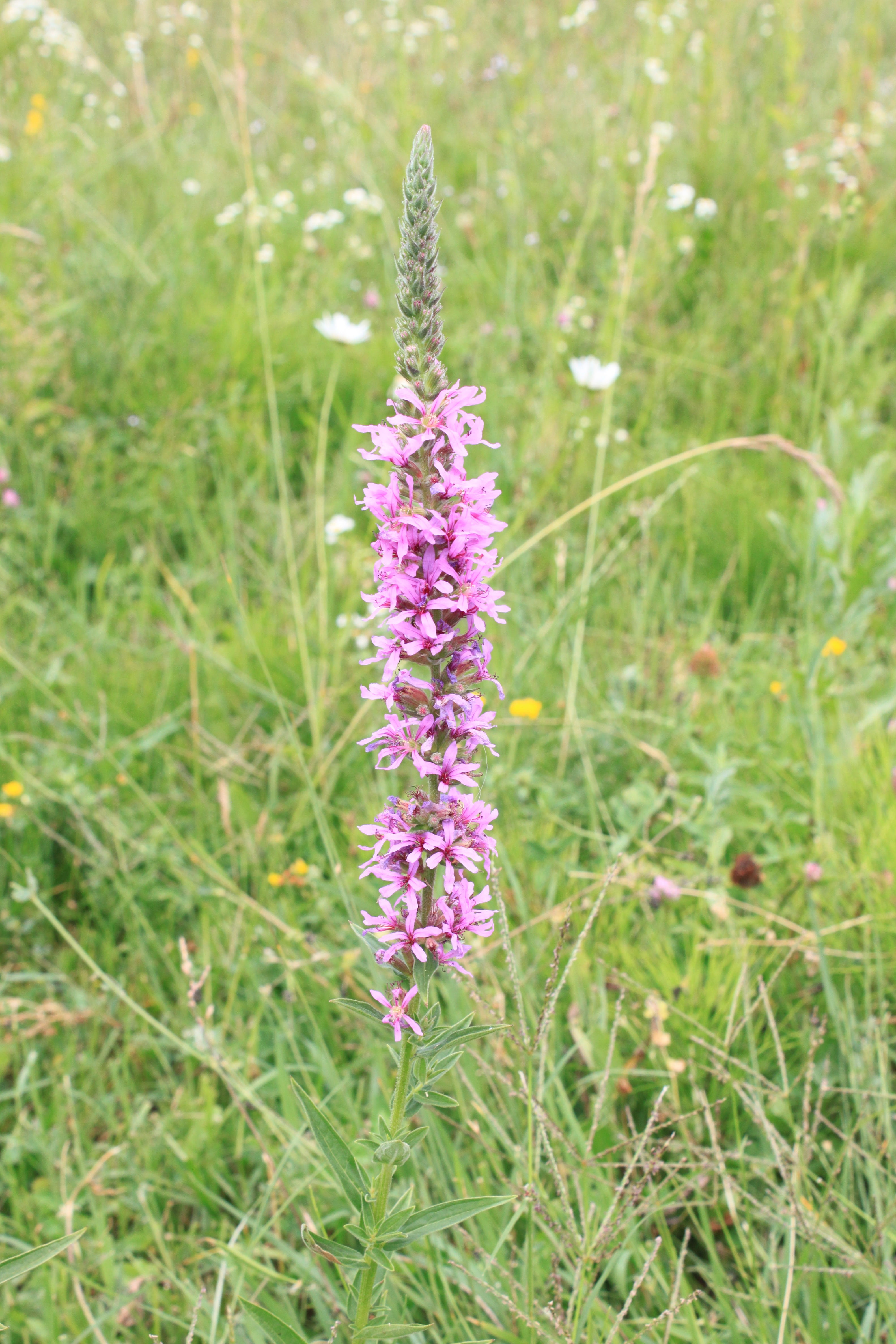plant stem, flower head, field, herbs, day, loosestrife, growth, lythrum, lythraceae, plant, close-up, focus on foreground, flower, flowers, freshness, Phone HD Wallpaper