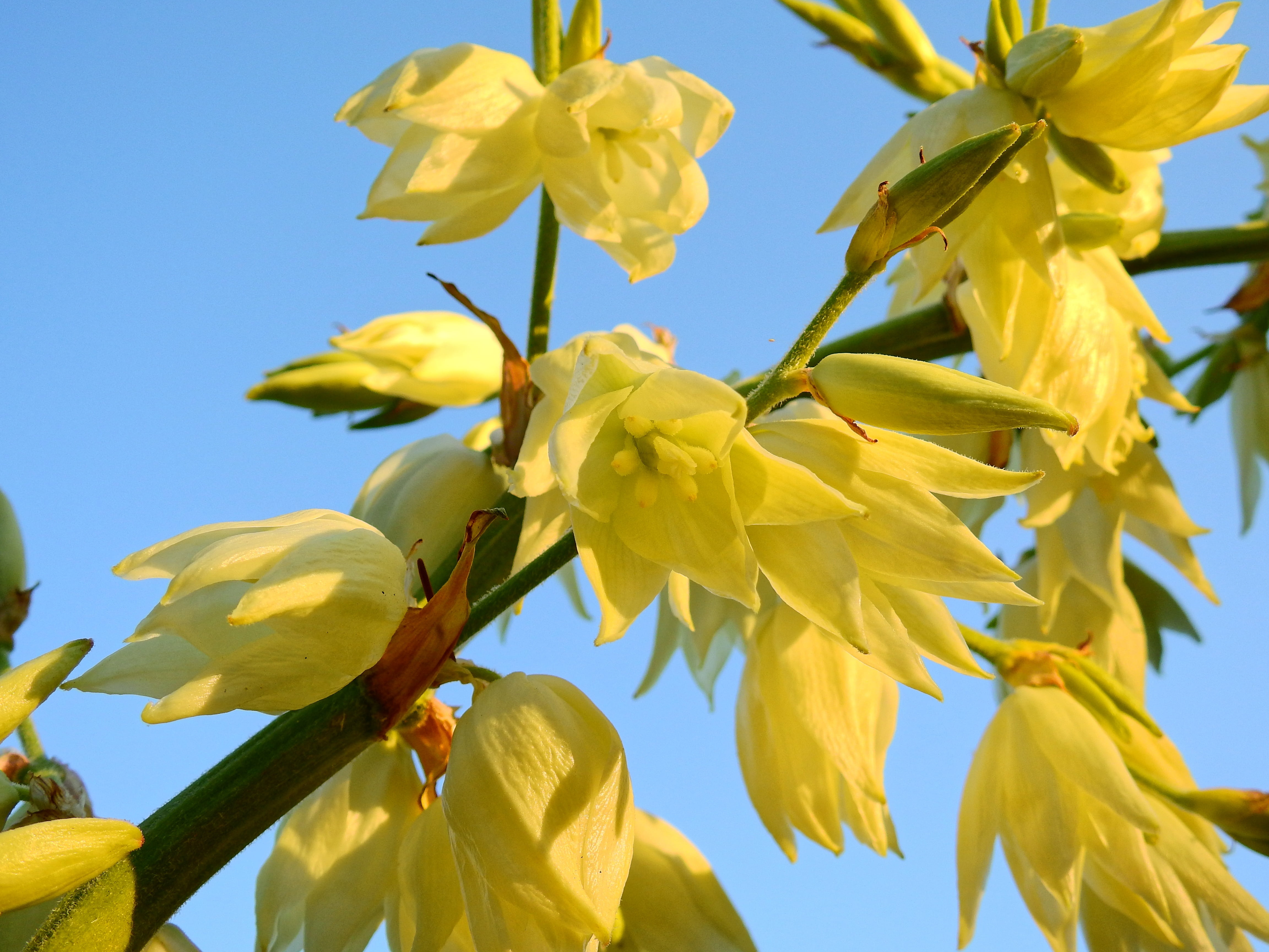 fragility, flora, growth, close-up, plant, flower, vulnerability, no people, punctate, flower head, sunlight, clear sky, freshness, petal, goldfelberich, HD Wallpaper