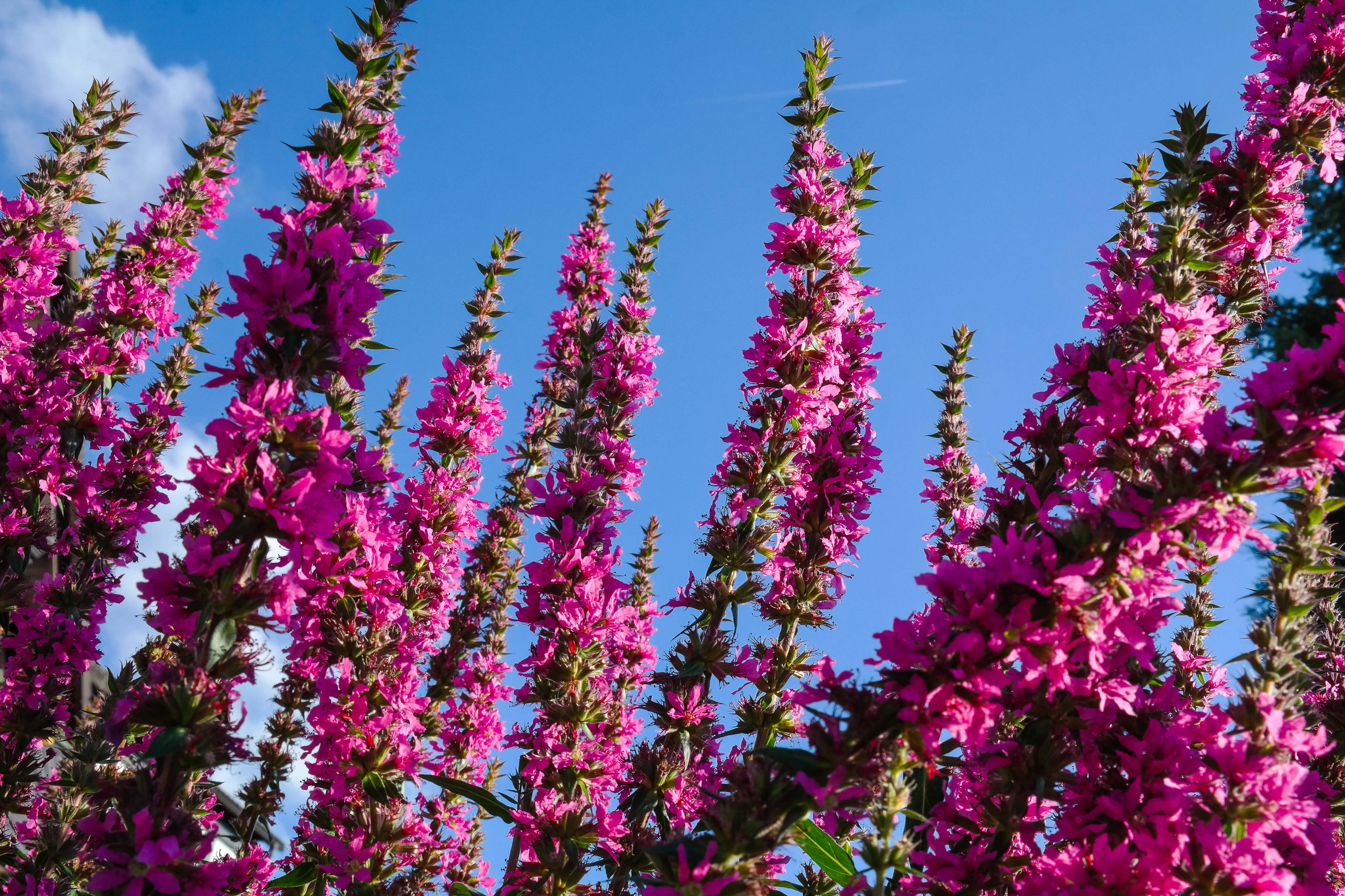 tree, pink color, sky, flowering plant, fragility, botany, no people, 5K, gartenstaude, springtime, outdoors, nature, pink, pink flowers, loosestrife, HD Wallpaper