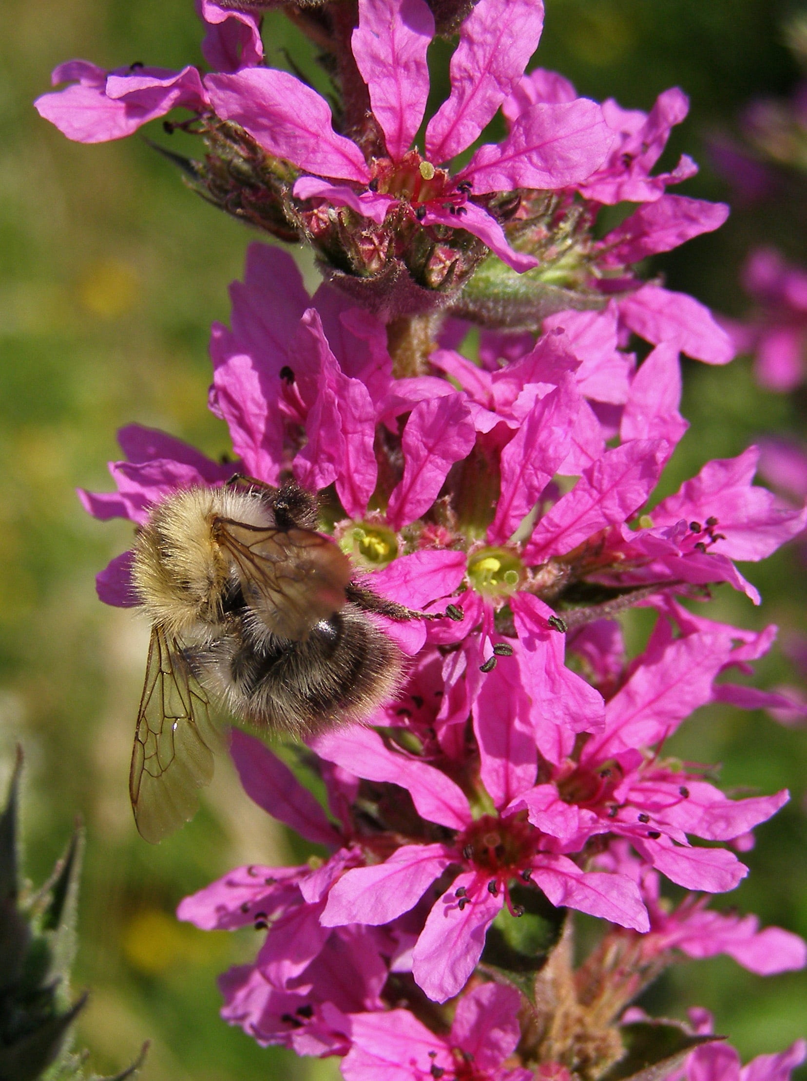 spring, pollination, meadow, vulnerability, purple, fragility, nature, summer, one animal, lythrum salicaria, flowering plant, bumblebee, macro, pink color, Phone HD Wallpaper