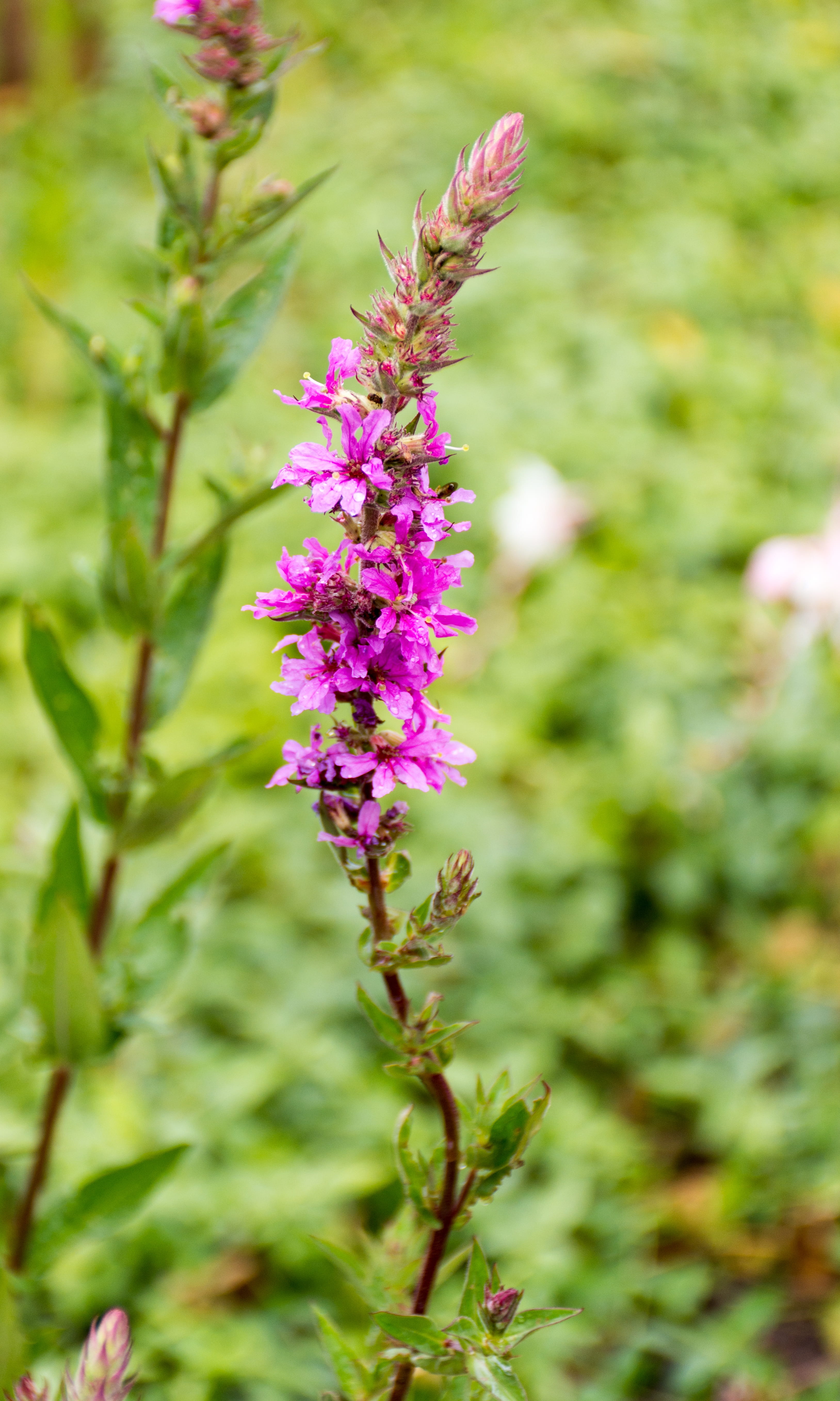 vulnerability, botany, pink color, Flower, flowering plant, Purple, lavender, outdoors, Plant, flower head, Loosestrife, no people, flowers, focus on foreground, Phone HD Wallpaper