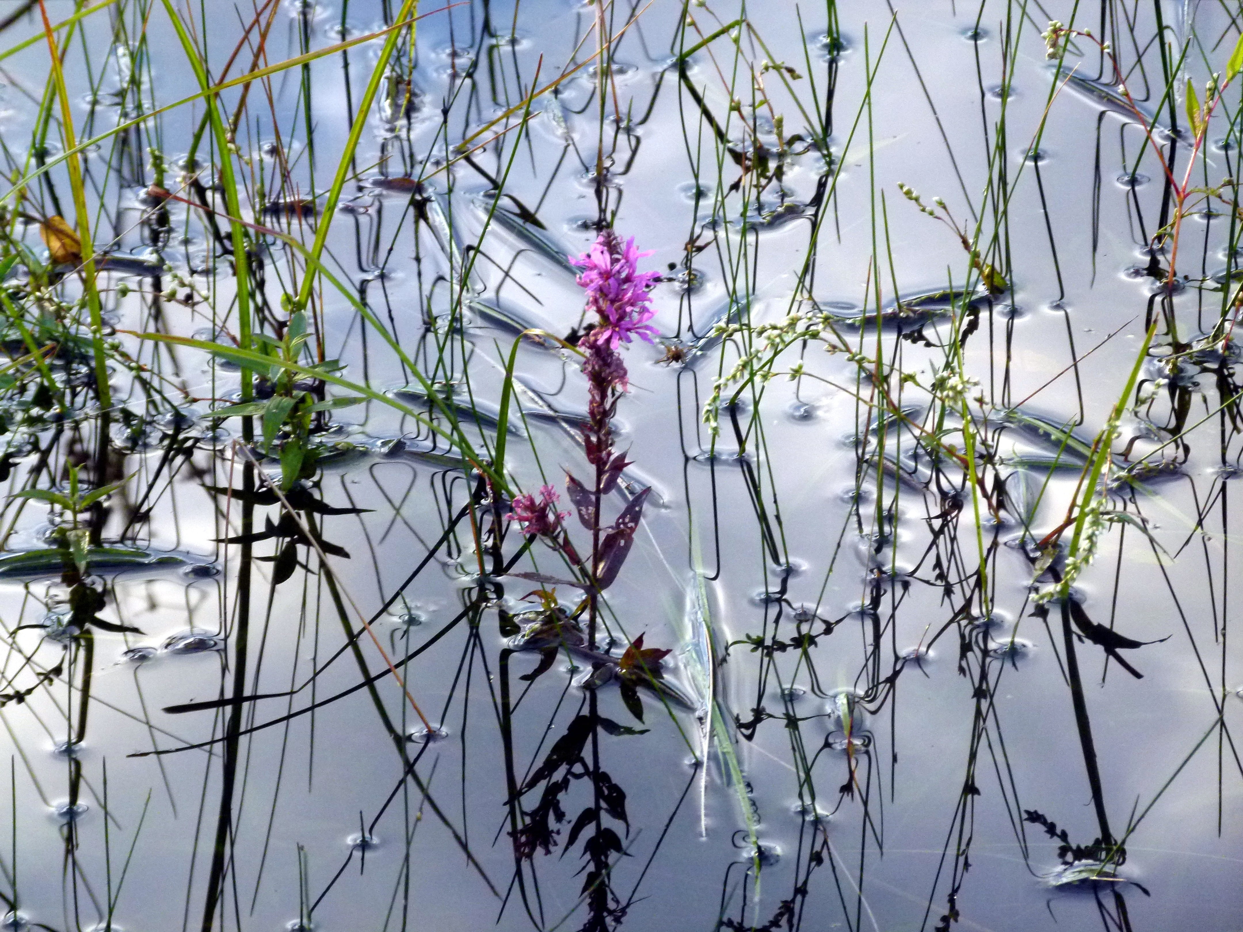 tree, fragility, focus on foreground, water, flowering plant, 4K, plant, growth, no people, outdoors, salicaria, plant stem, tranquility, freshness, lythrum, HD Wallpaper