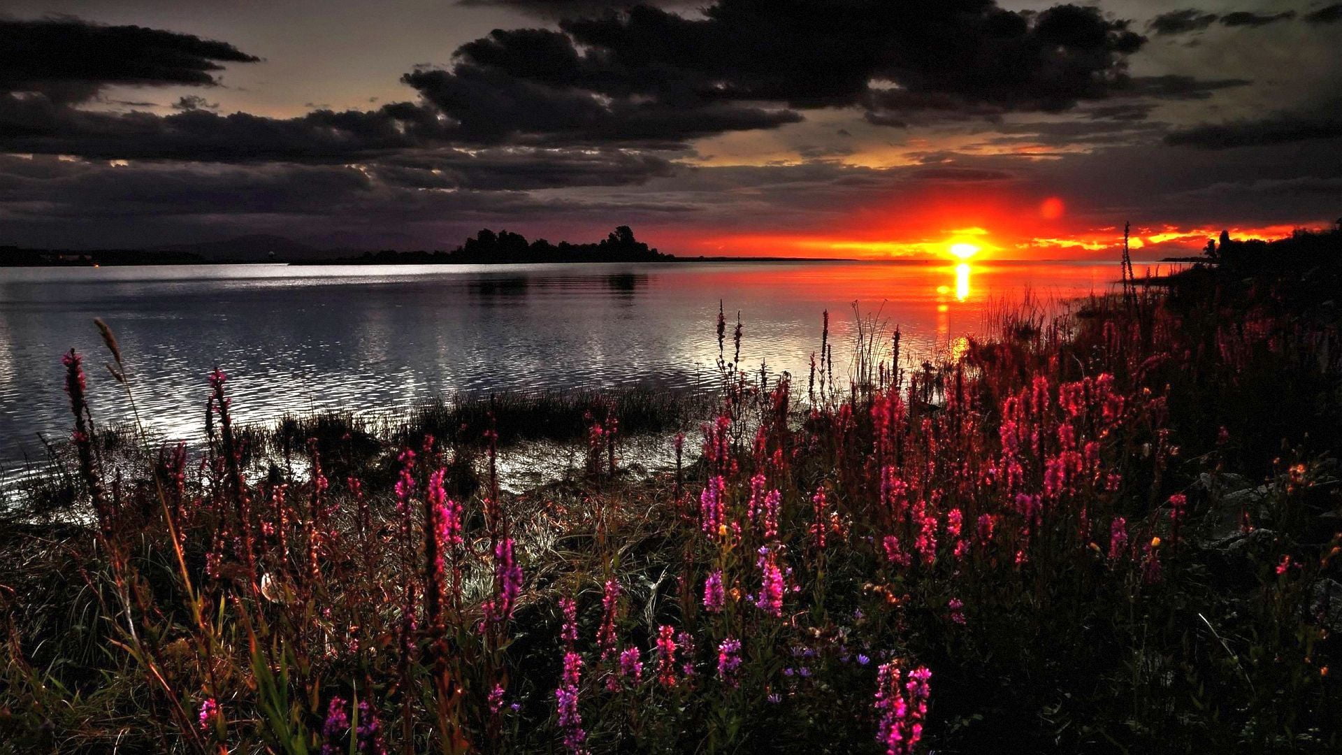 1080P, Dawn, Shore, Clouds, Shine, Okoem, Plakun-Grass, Sunset, Loosestrife Loosestrife, Lake, Flowers, HD Wallpaper