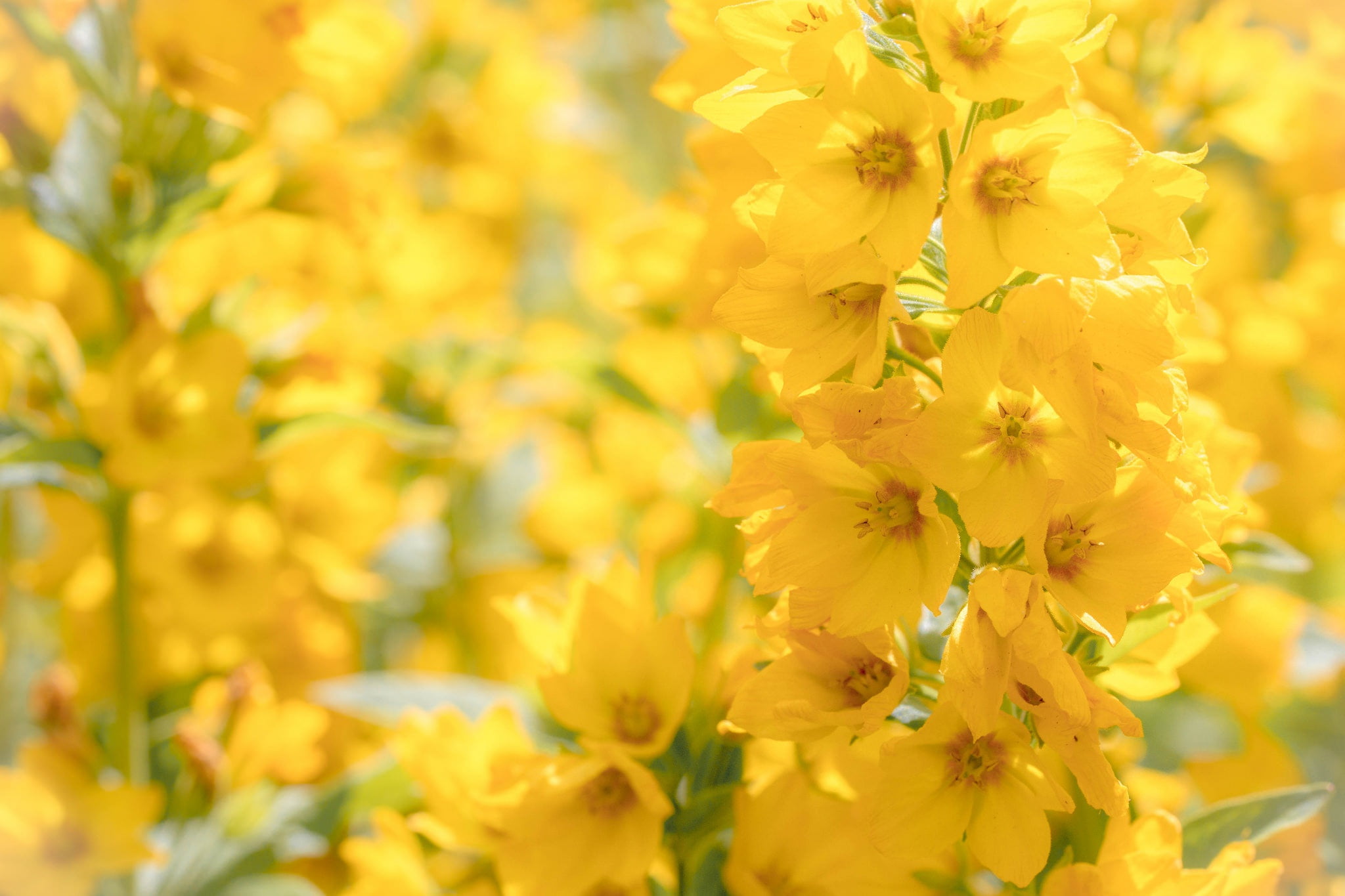 inflorescence, Loosestrife, 1080P, bokeh, macro, HD Wallpaper