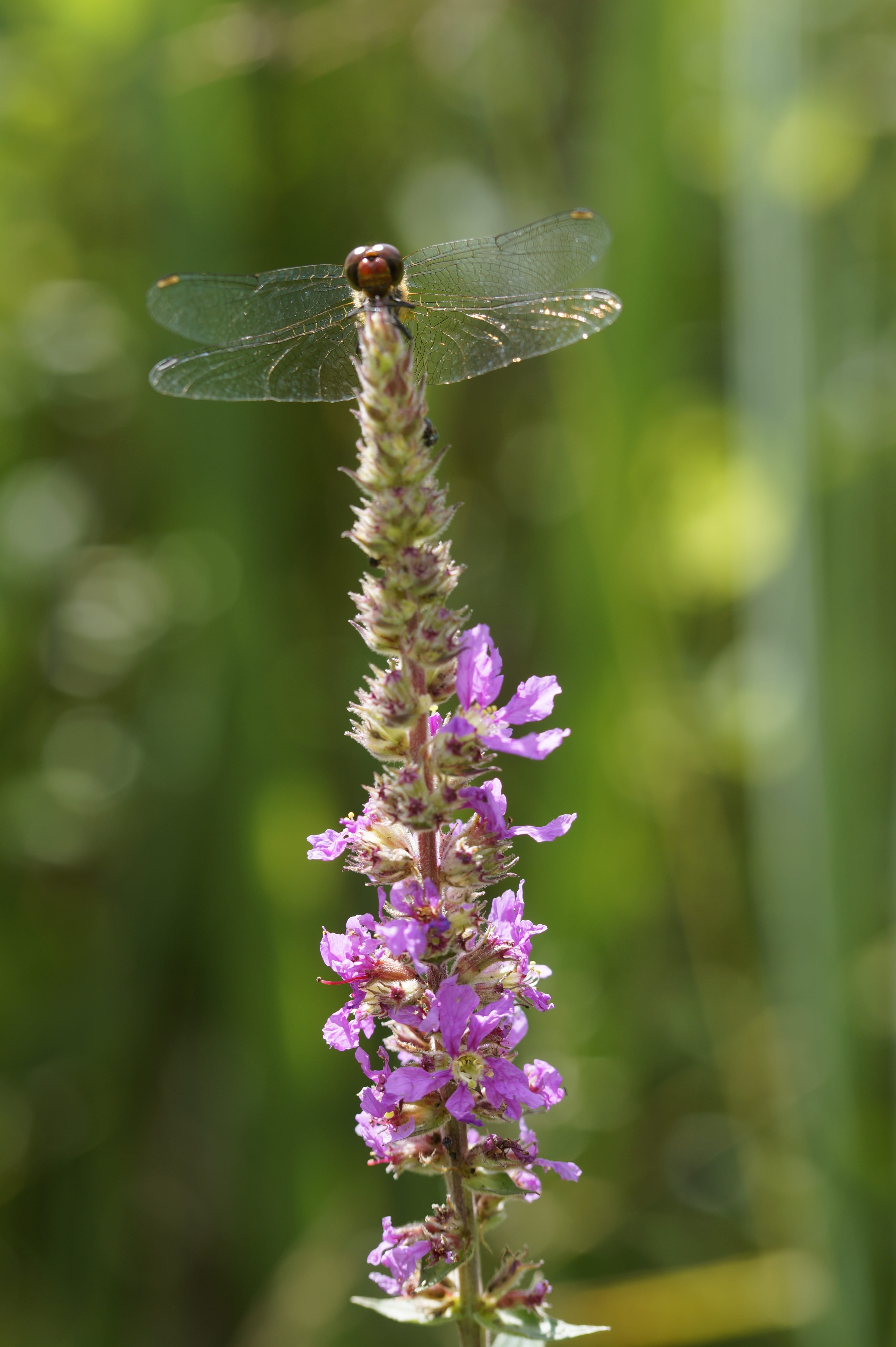 flora and fauna, butterfly - insect, day, one animal, lavender, flower, flowering plant, bank, 5K, close up, animal, dragonfly, purple, animal wing, flower head, Phone HD Wallpaper