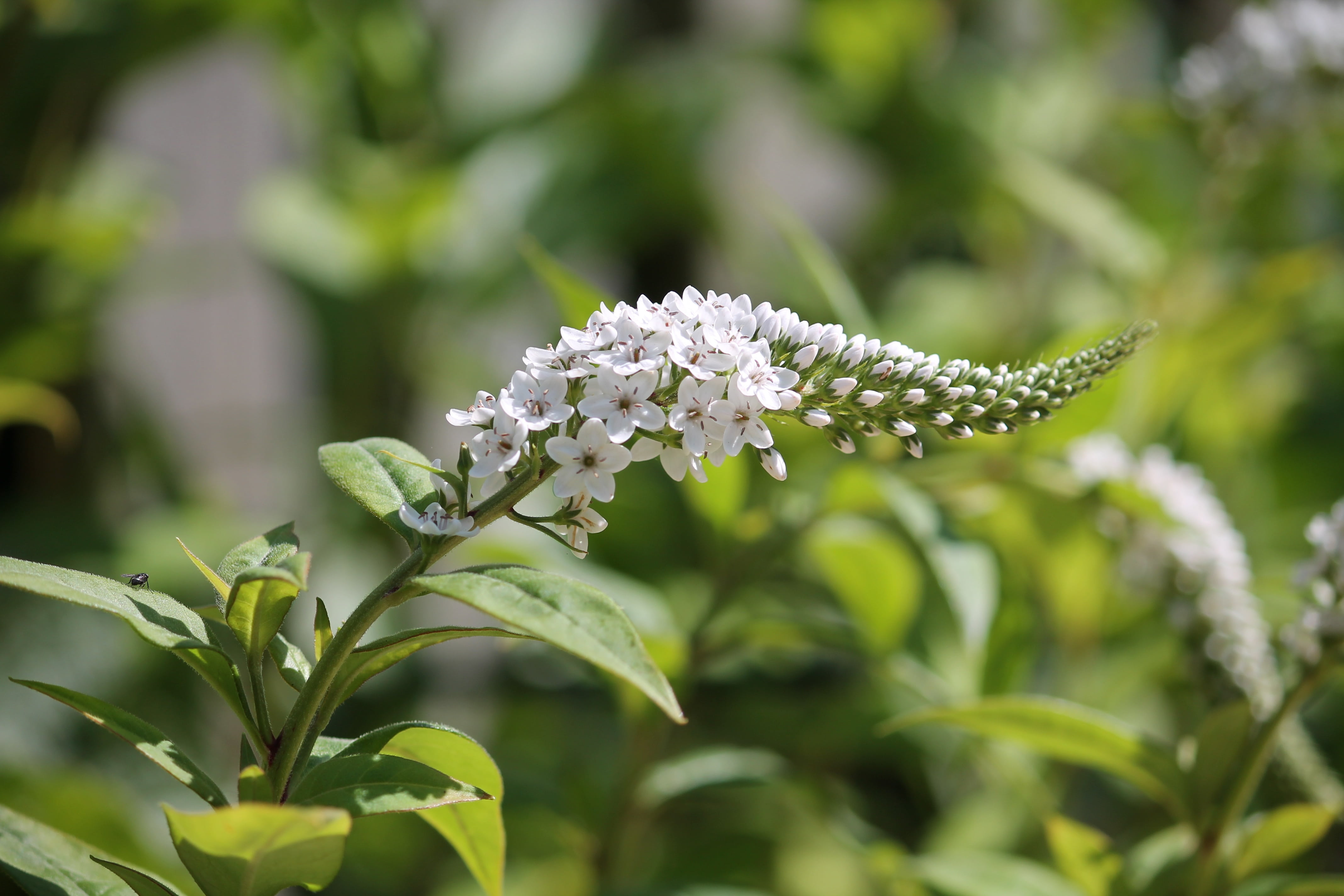 green color, white, loosestrife, shrub, day, focus on foreground, freshness, plant stem, no people, blossom, plant part, garden, close-up, flower head, HD Wallpaper
