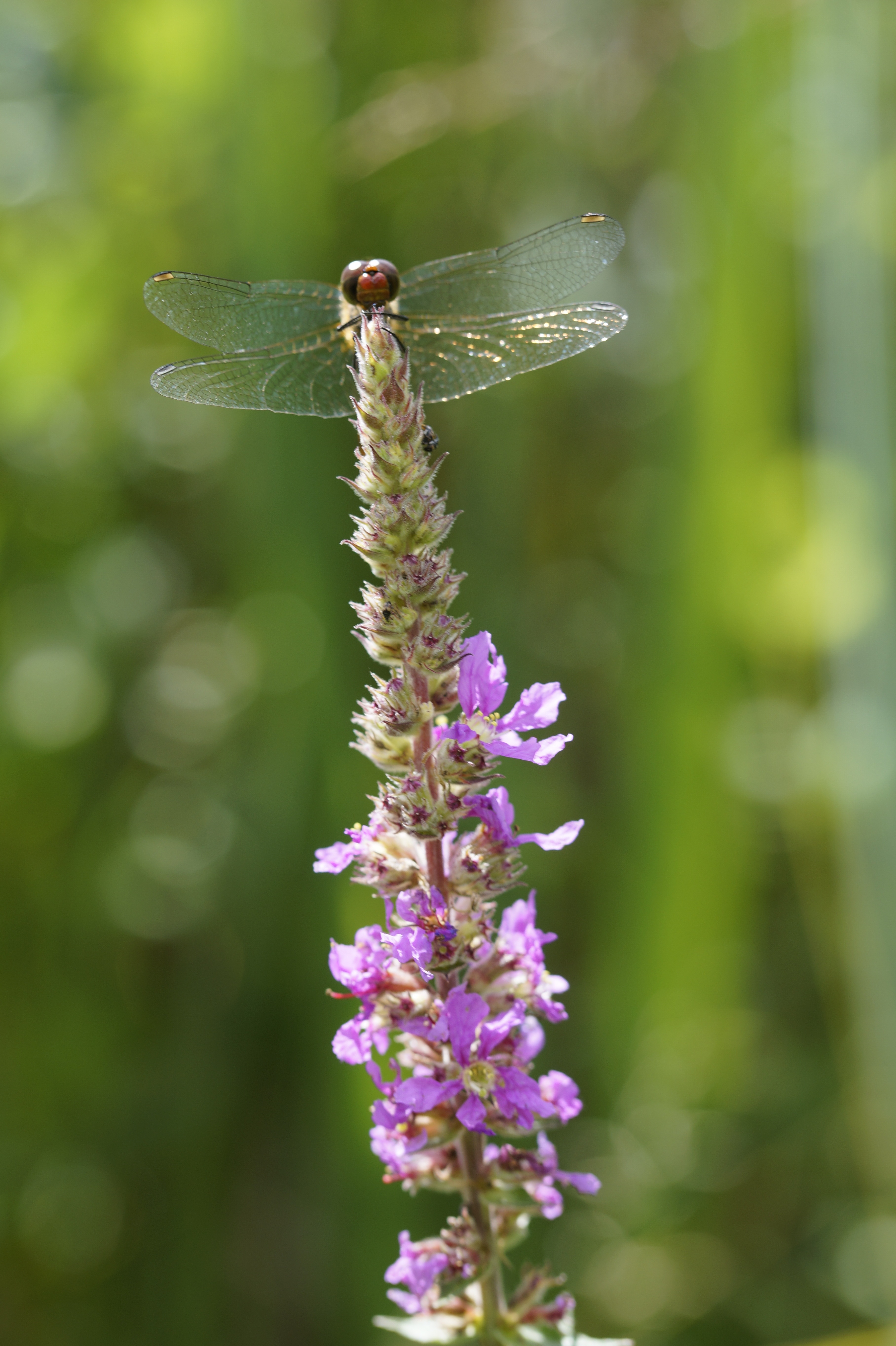 freshness, wing, lavender, 5K, close, dragonfly, animal, beauty in nature, day, wetlands, summer, bank, nature, plant, purple, insect, animals in the wild, Phone HD Wallpaper