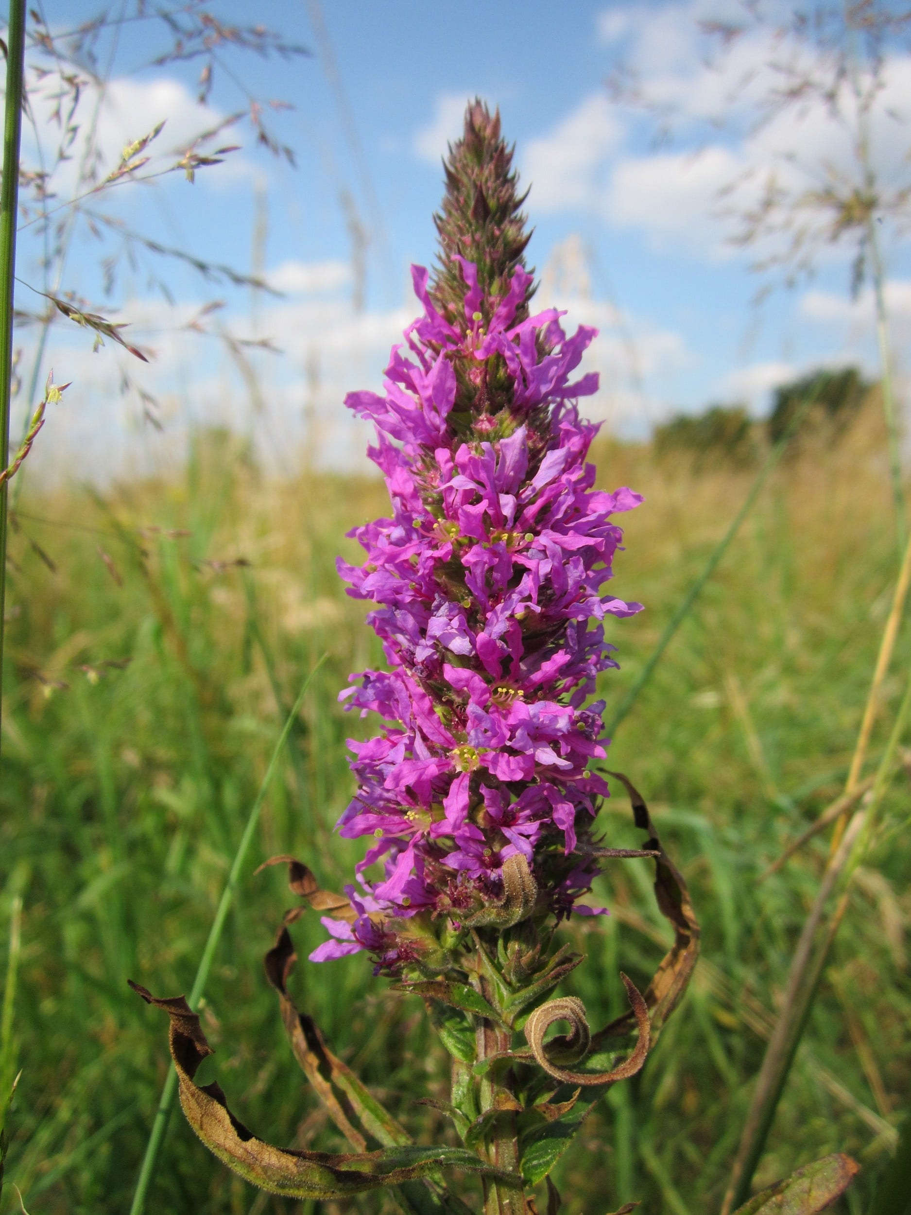 vulnerability, flowering plant, lavender, purple loosestrife, land, flower head, blooming, flora, 1080P, purple lythrum, no people, growth, day, plant, Phone HD Wallpaper