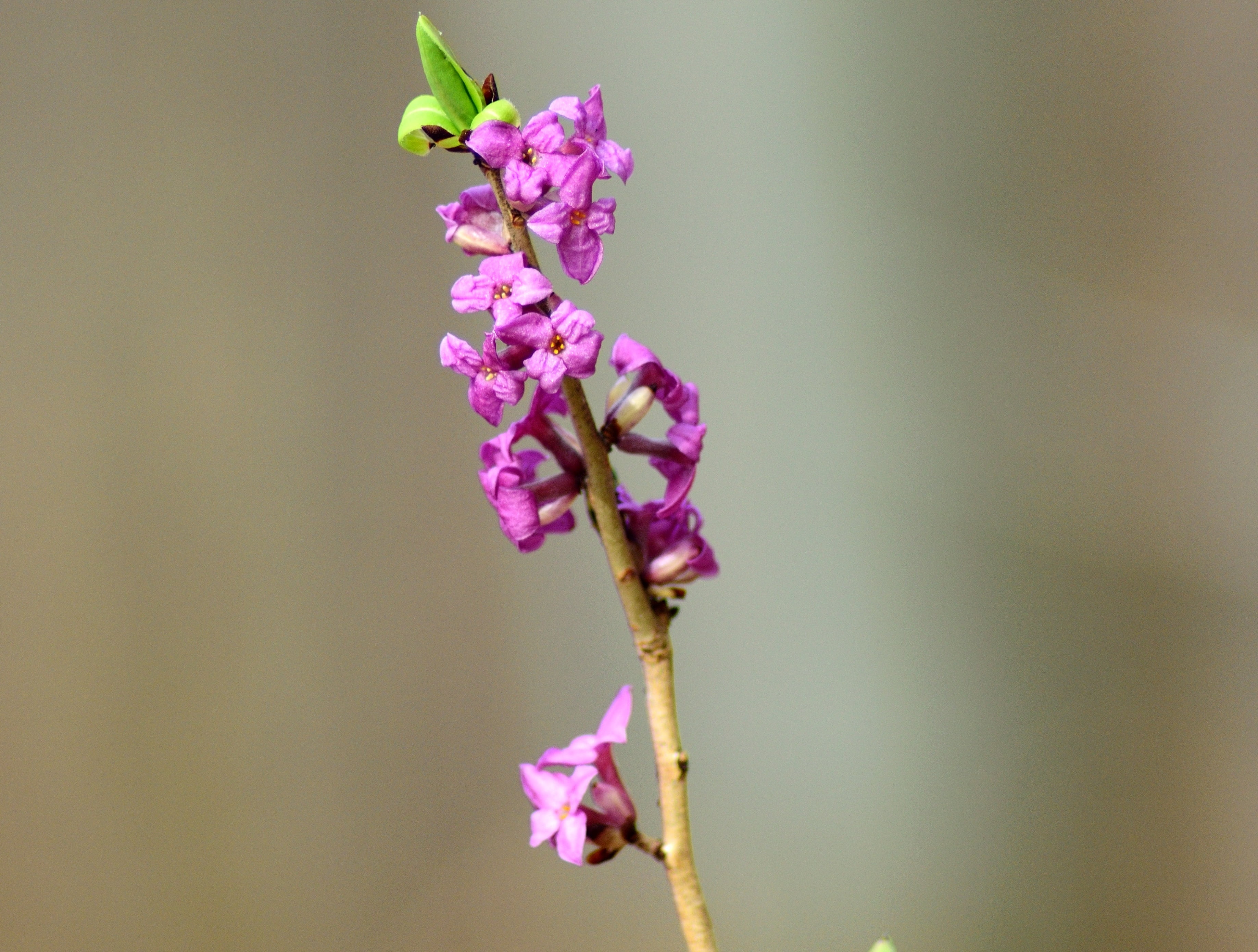 petal, pink color, focus on foreground, no people, outdoors, nature, purple, the first daphne, beauty in nature, plant stem, day, growth, march, selective, HD Wallpaper