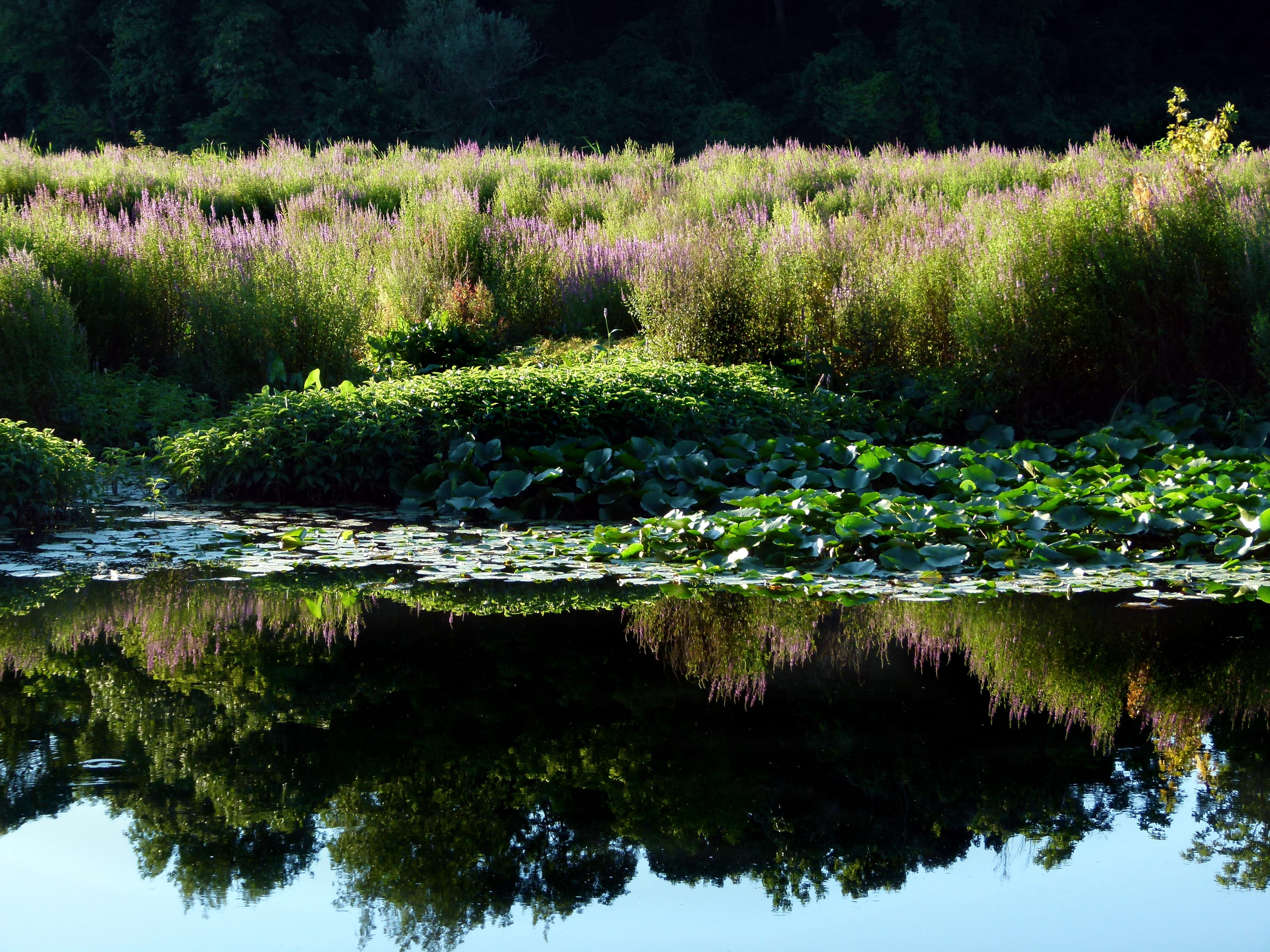 growth, outdoors, tree, tranquility, 4K, flora, water, wetland, standing water, green color, spiked, no people, scenics - nature, invasive, purple, idyllic, HD Wallpaper