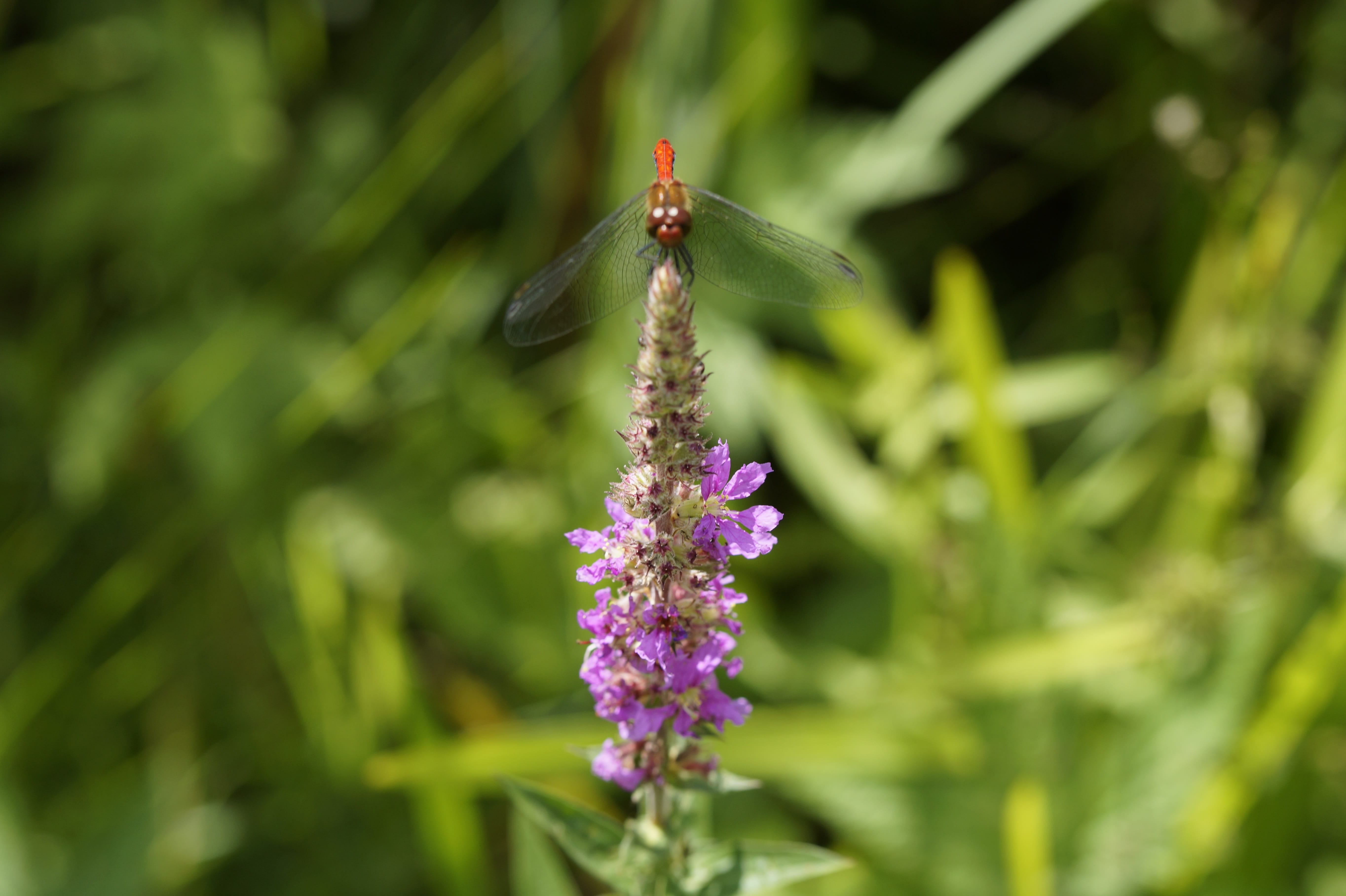 close, wetlands, animal themes, flora and fauna, vulnerability, 5K, animals in the wild, flowering plant, animal, near shore, red, day, close-up, insect, HD Wallpaper