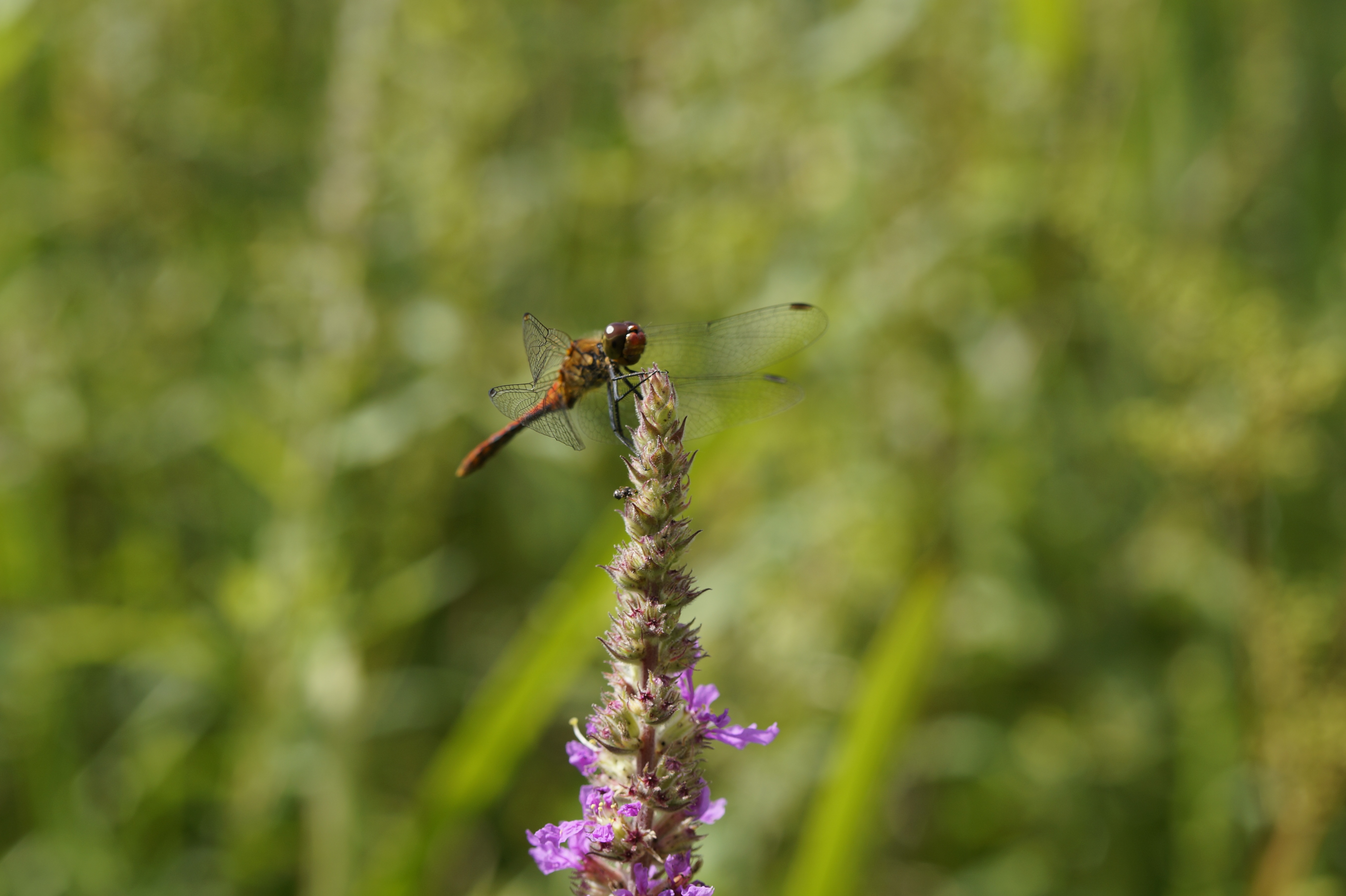 outdoors, flower head, wetlands, growth, insect, day, red dragonfly, plant, near shore, summer, red, purple, 5K, dragonfly, animals in the wild, no people, HD Wallpaper