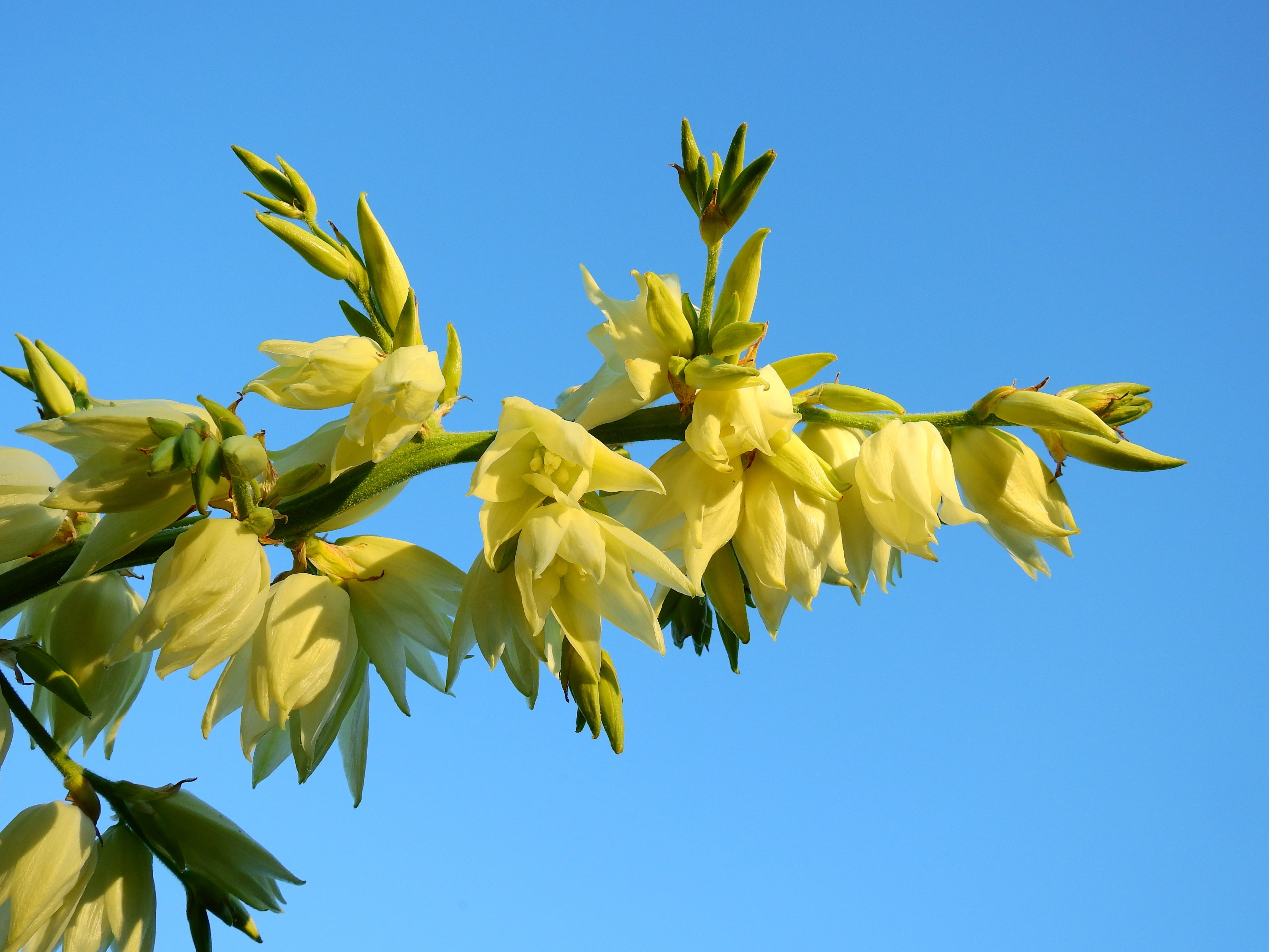 Bloom, low angle view, loosestrife, Nature, leaf, fragility, Blossom, plant, Flower, beauty in nature, blue, clear sky, sunlight, goldfelberich, tree, sepal, HD Wallpaper