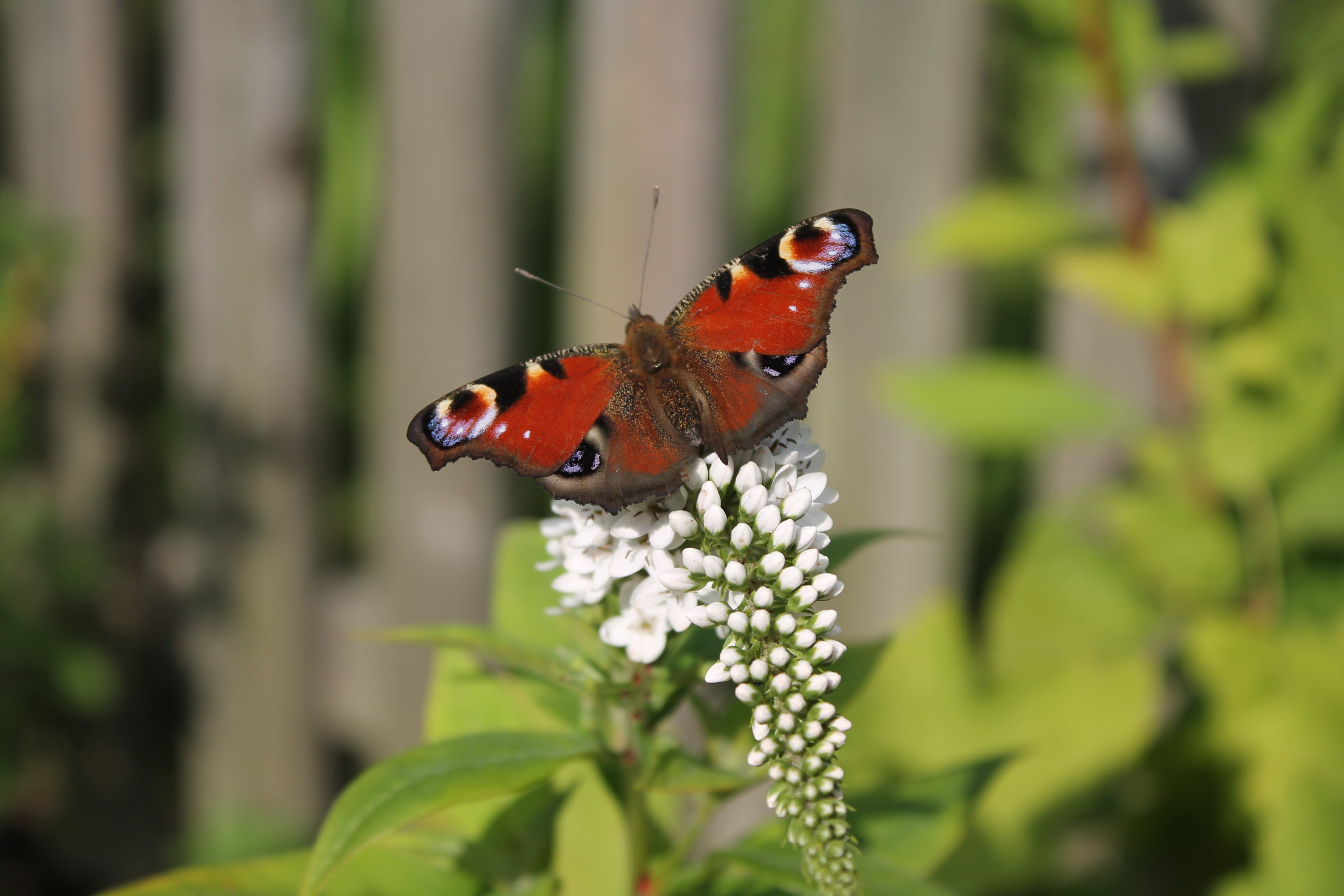 butterfly, no people, close-up, outdoors, selective focus, loosestrife, 4K, animals in the wild, insect, butterfly - insect, bloom, nature, animal wing, HD Wallpaper