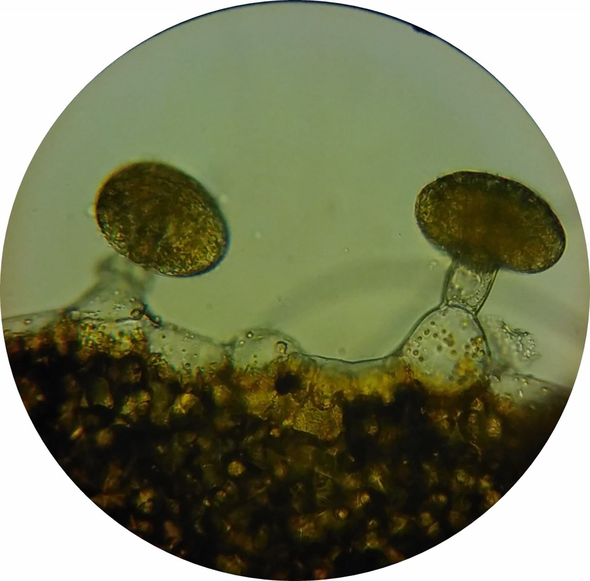 microscope image, indoors, close-up, oil glands, auto post production filter, freshness, no people, water, studio shot, glandular cells, 1080P, bubble, HD Wallpaper