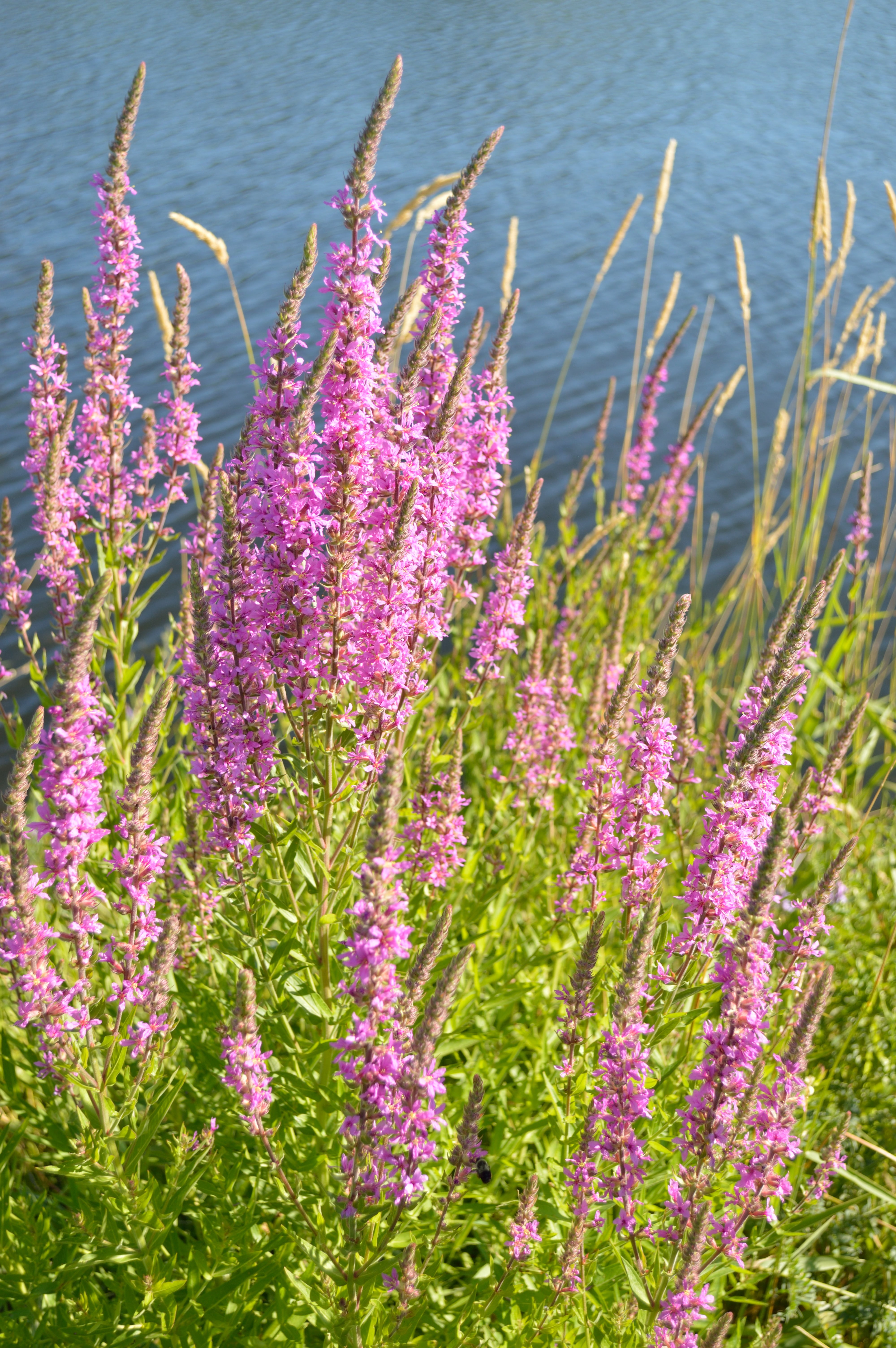 growth, close-up, wetland, summer, day, land, field, purple, botany, flower head, no people, environment, water, lavender, plant, beauty in nature, outdoors, Phone HD Wallpaper