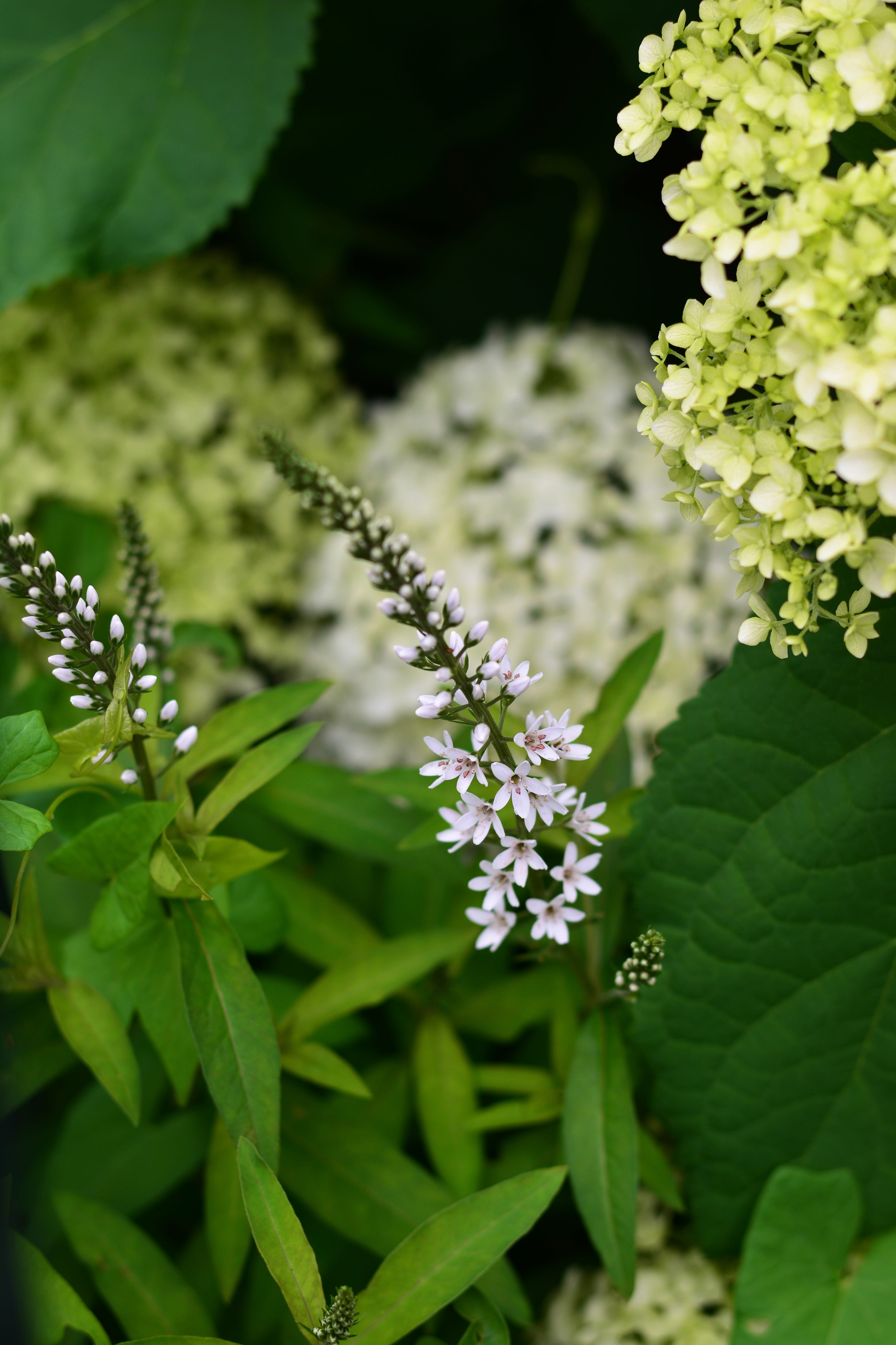 nature, fragility, day, garden, flower head, lysimachia clethroides, small, loosestrife, purple, plant part, plant, growth, no people, focus on foreground, Phone HD Wallpaper
