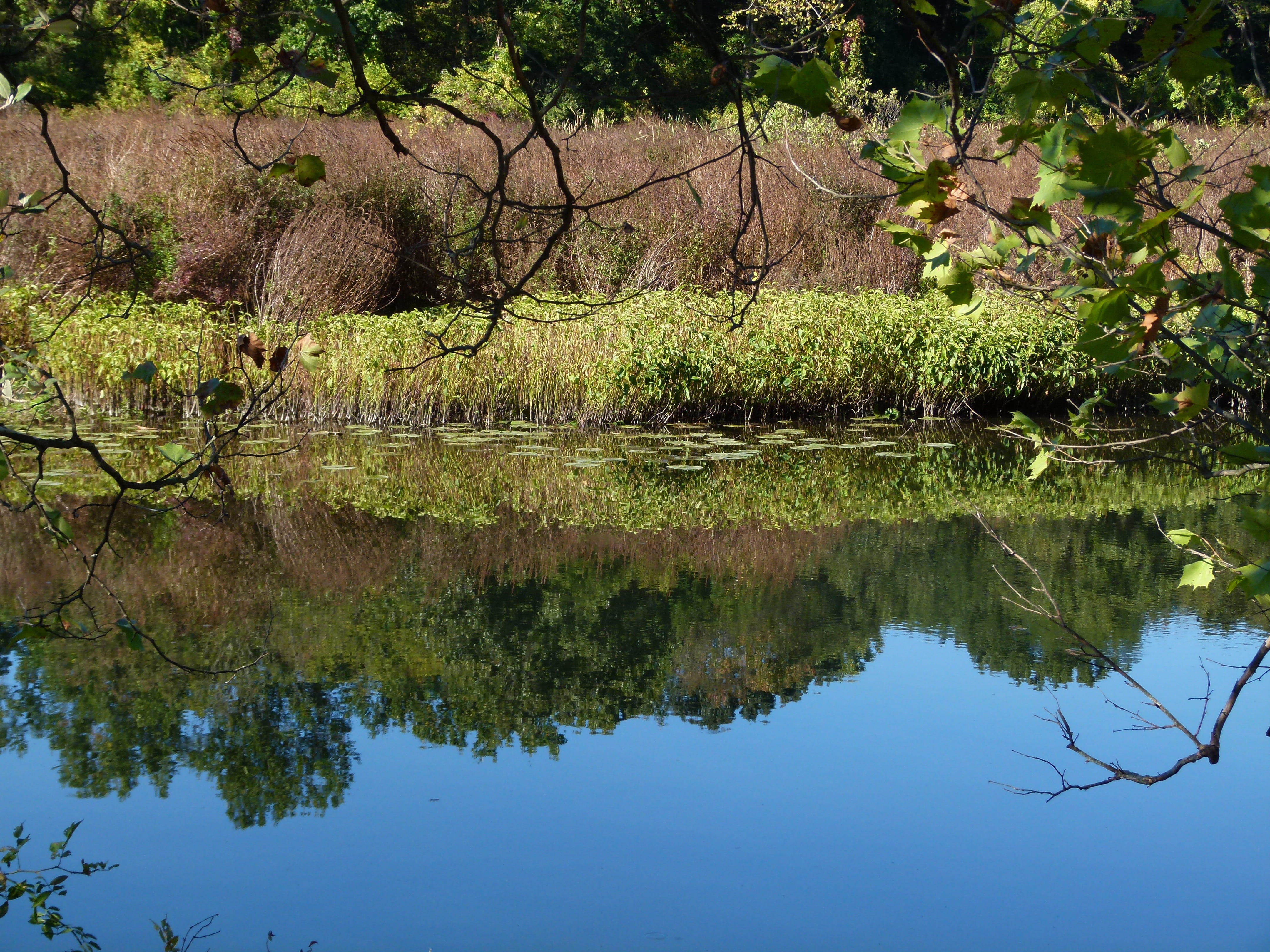 pond, loosestrife, forest, tree, plant, land, reflection lake, water, scenics - nature, summer, lythrum, nature, tranquility, weeds, lake, outdoors, salicaria, HD Wallpaper