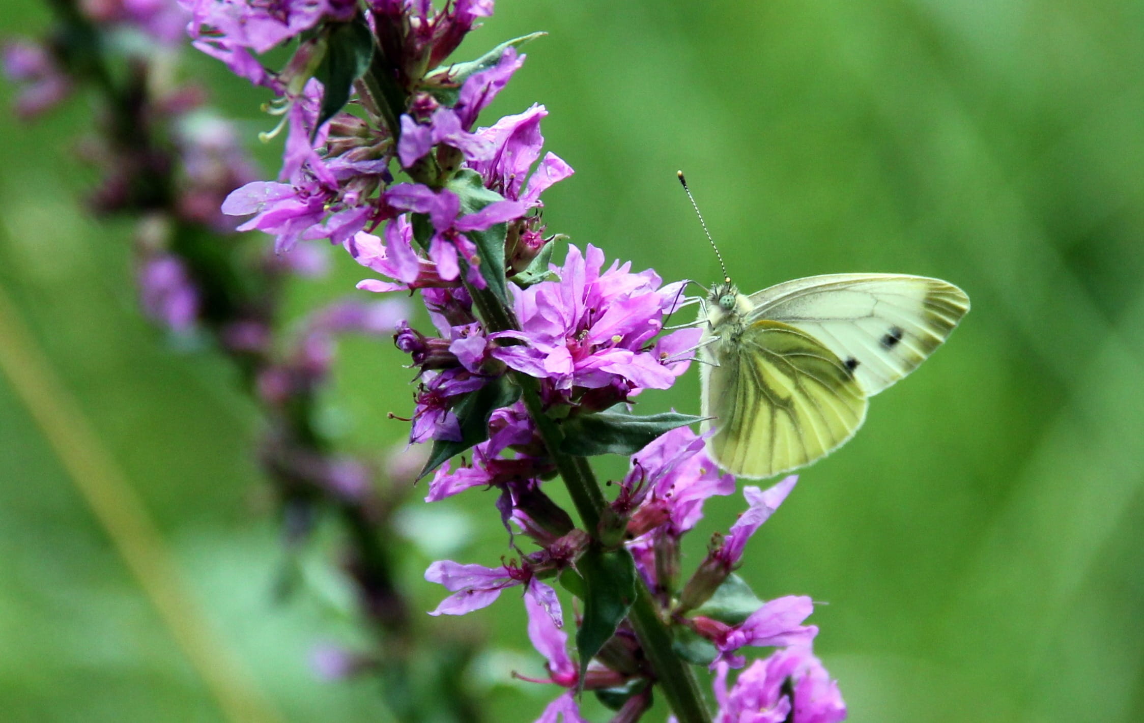 animal themes, flowering plant, Butterfly, pollination, animal wildlife, White, vulnerability, 1080P, Loosestrife, nature, animals in the wild, animal wing, HD Wallpaper