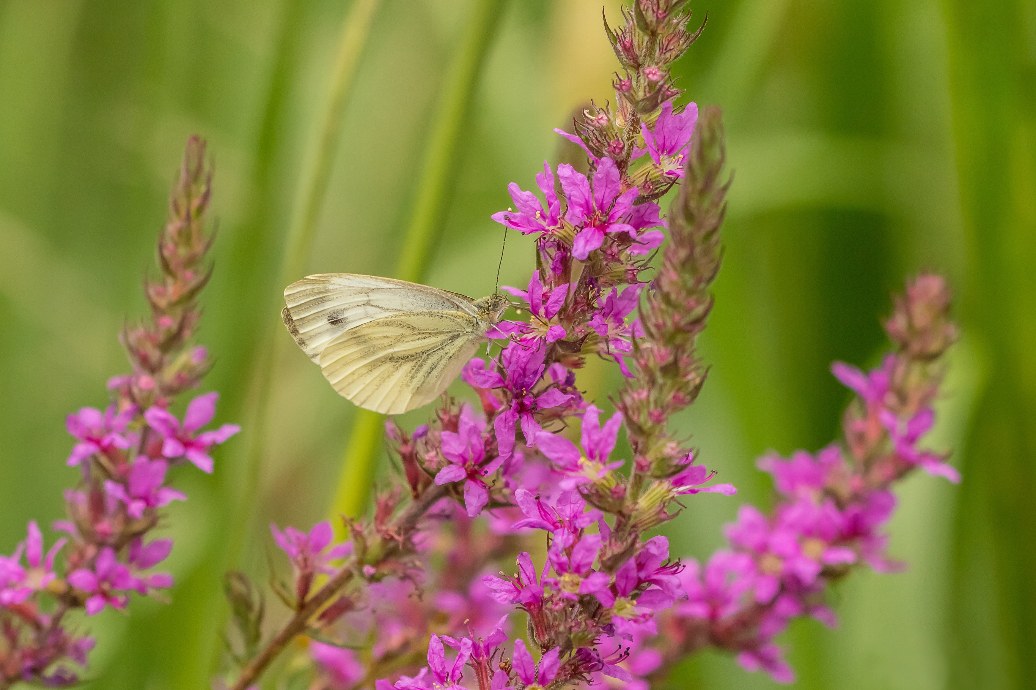 2K, Loosestrife, macro, flowers, Braquenie, butterfly, HD Wallpaper