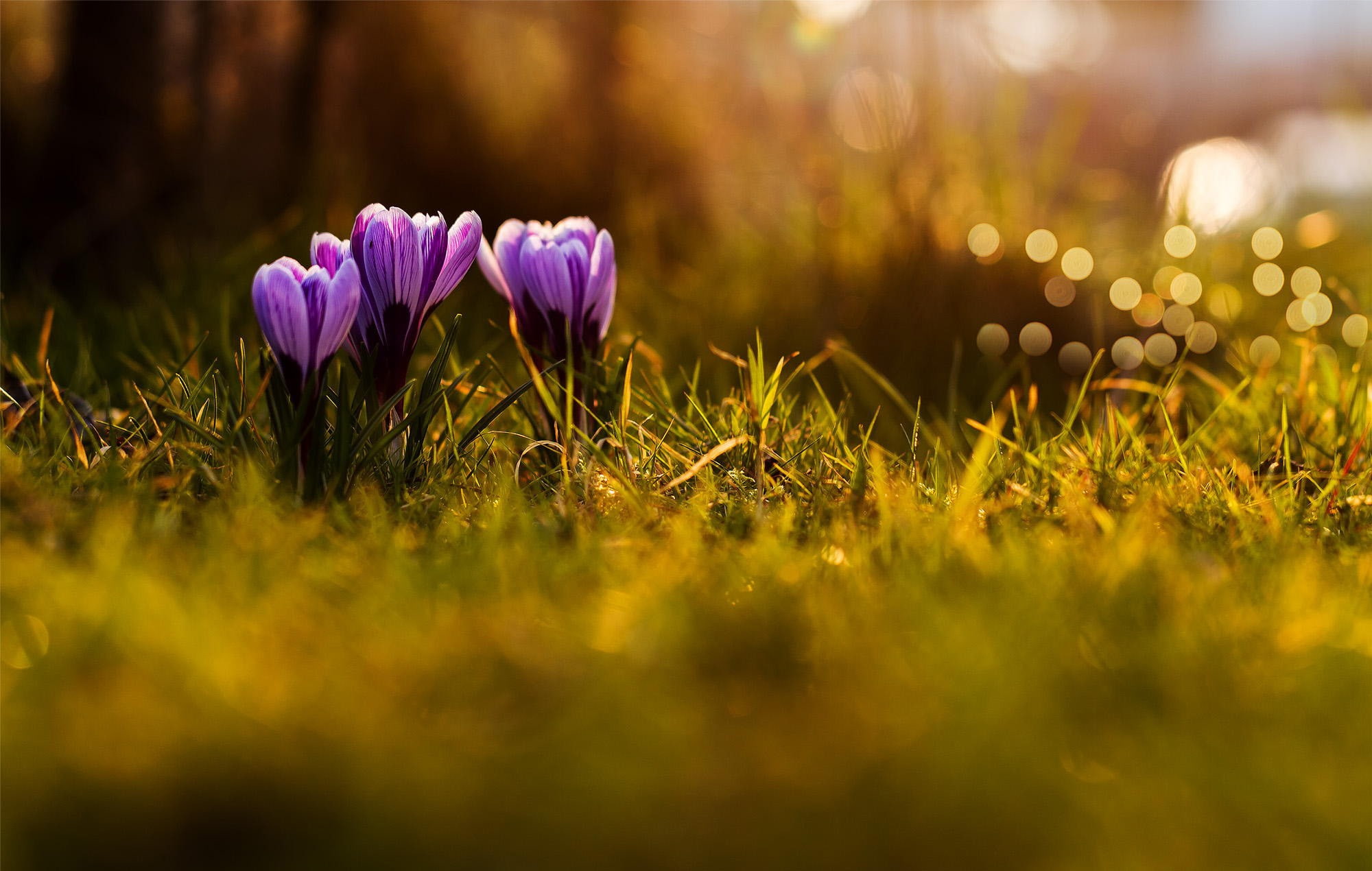 meadow, fragility, land, depth of field, close-up, 1080P, outdoors, purple flowers, springtime, sunlight, nature, purple, no people, flowers, petal, flower head, HD Wallpaper
