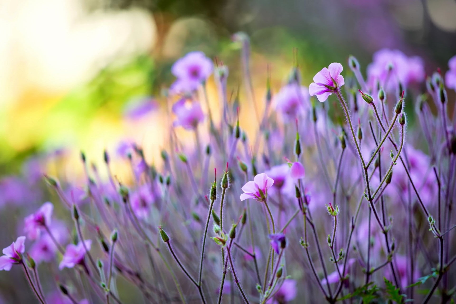petal, softness, plant, no people, springtime, fragility, crocus, flowering plant, plants, purple flowers, field, selective focus, pink color, close-up, HD Wallpaper
