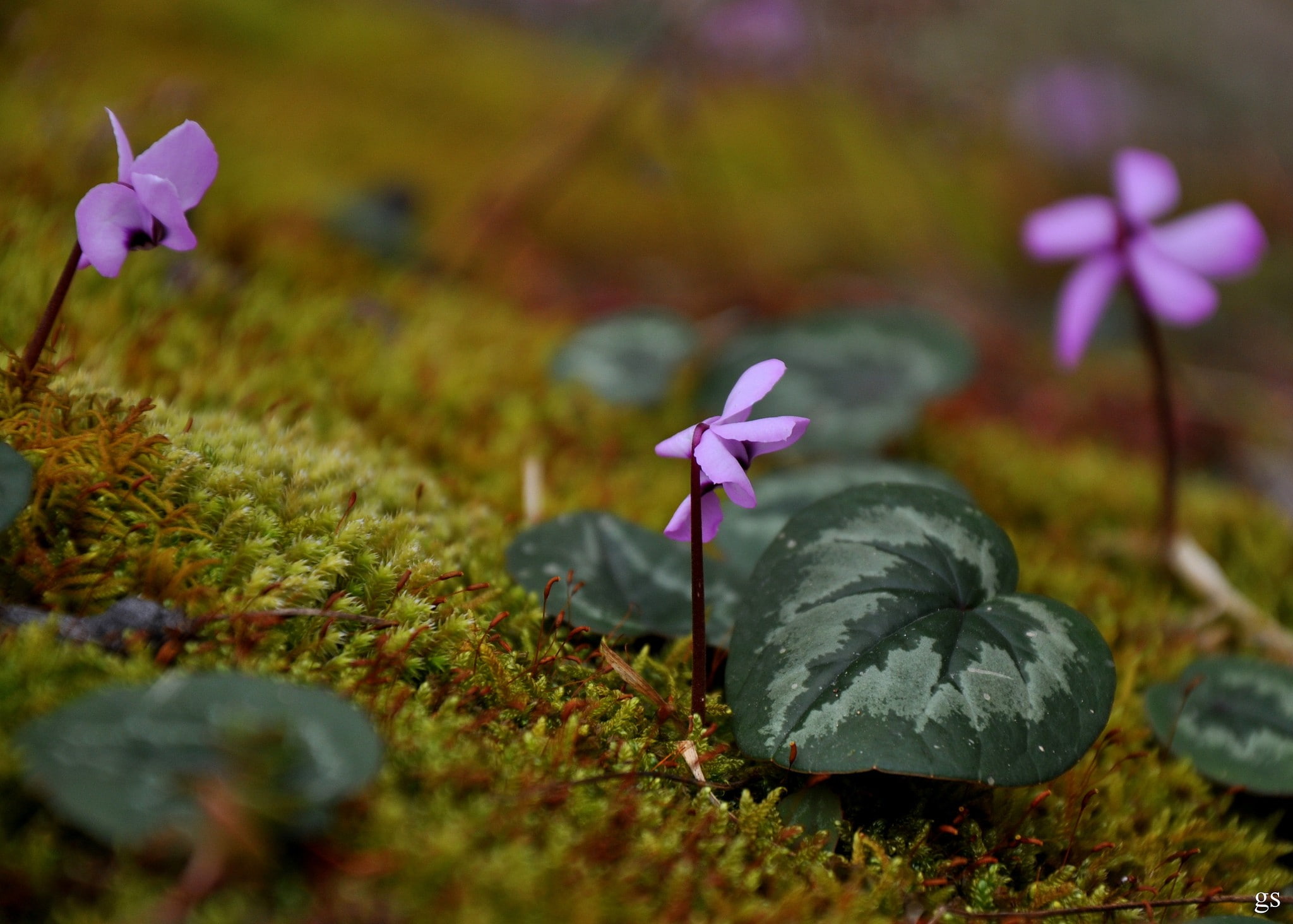 macro, flowers, outdoors, purple, land, 1080P, selective focus, petal, close-up, flower head, vulnerability, no people, focus on foreground, crocus, flowering plant, HD Wallpaper