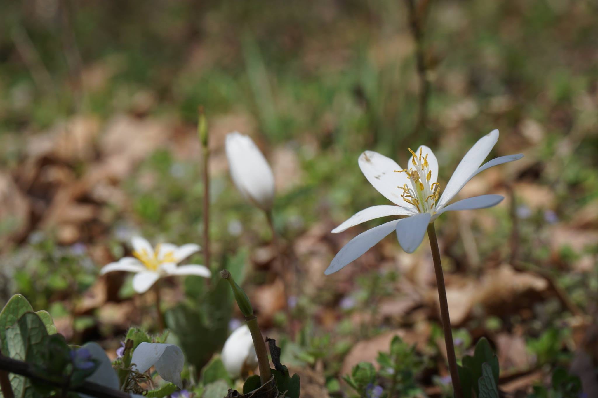 petal, outdoors, white flowers, flowers, day, no people, nature, focus on foreground, flower, flowering plant, pollen, inflorescence, land, close-up, freshness, HD Wallpaper