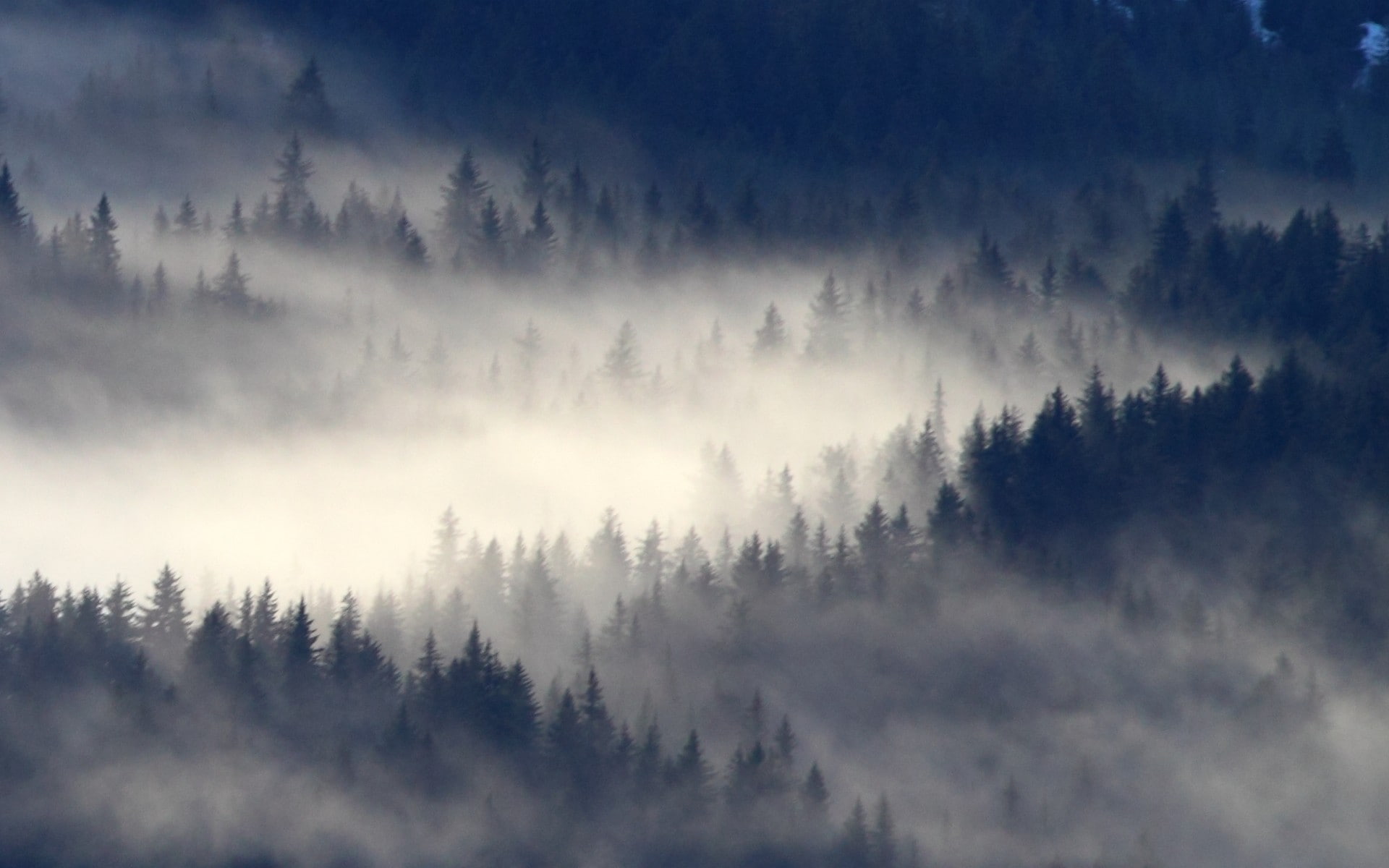 trees, forest, 1080P, mist, landscape, Alaska, nature, HD Wallpaper
