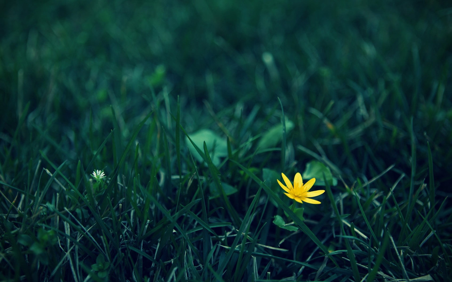 land, flower, growth, season, freshness, daisy, leaf, green Color, vibrant Color, blossom, flowering plant, field, inflorescence, crocus, yellow, fragility, HD Wallpaper
