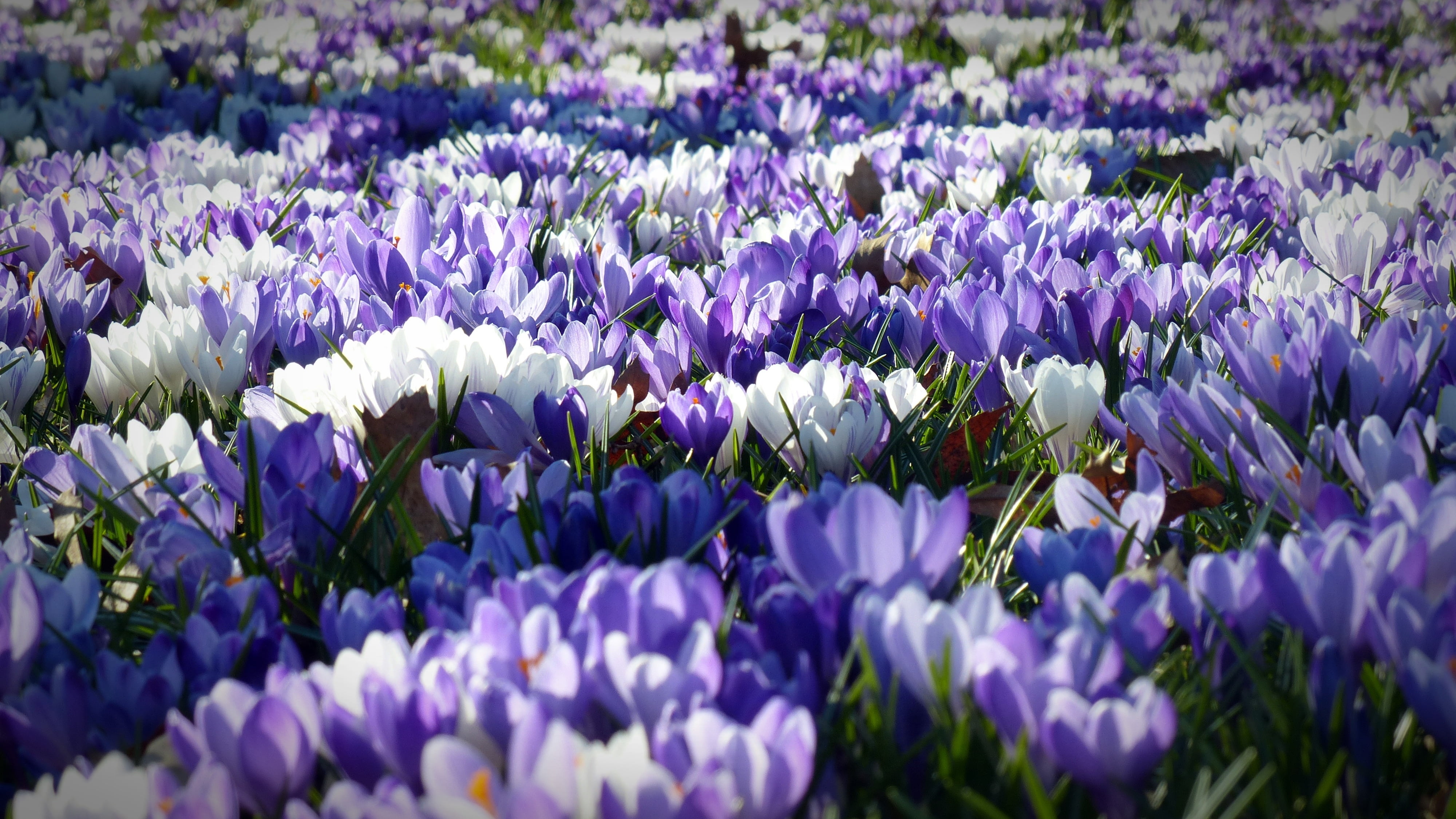formal Garden, field, springtime, leaf, flower, 4K, white, nature, flowerbed, plant, blossom, flower Head, vibrant Color, tulip, freshness, flowers, beauty In Nature, HD Wallpaper