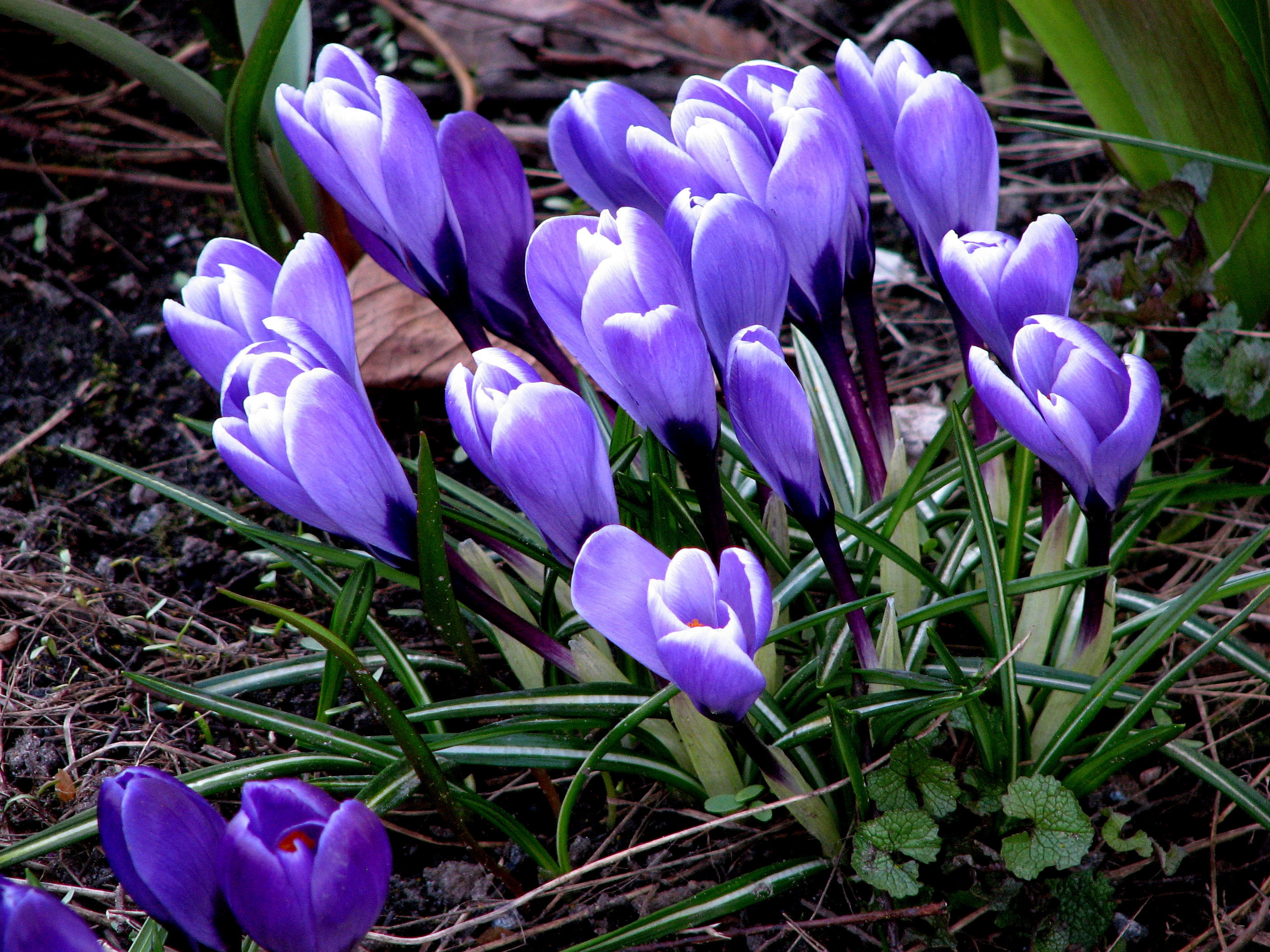 bouquet, 2K, close-up, purple, springtime, easter, leaf, plant, vulnerability, field, iris, colors, fragility, beauty In Nature, petal, yellow, blue, stem, HD Wallpaper