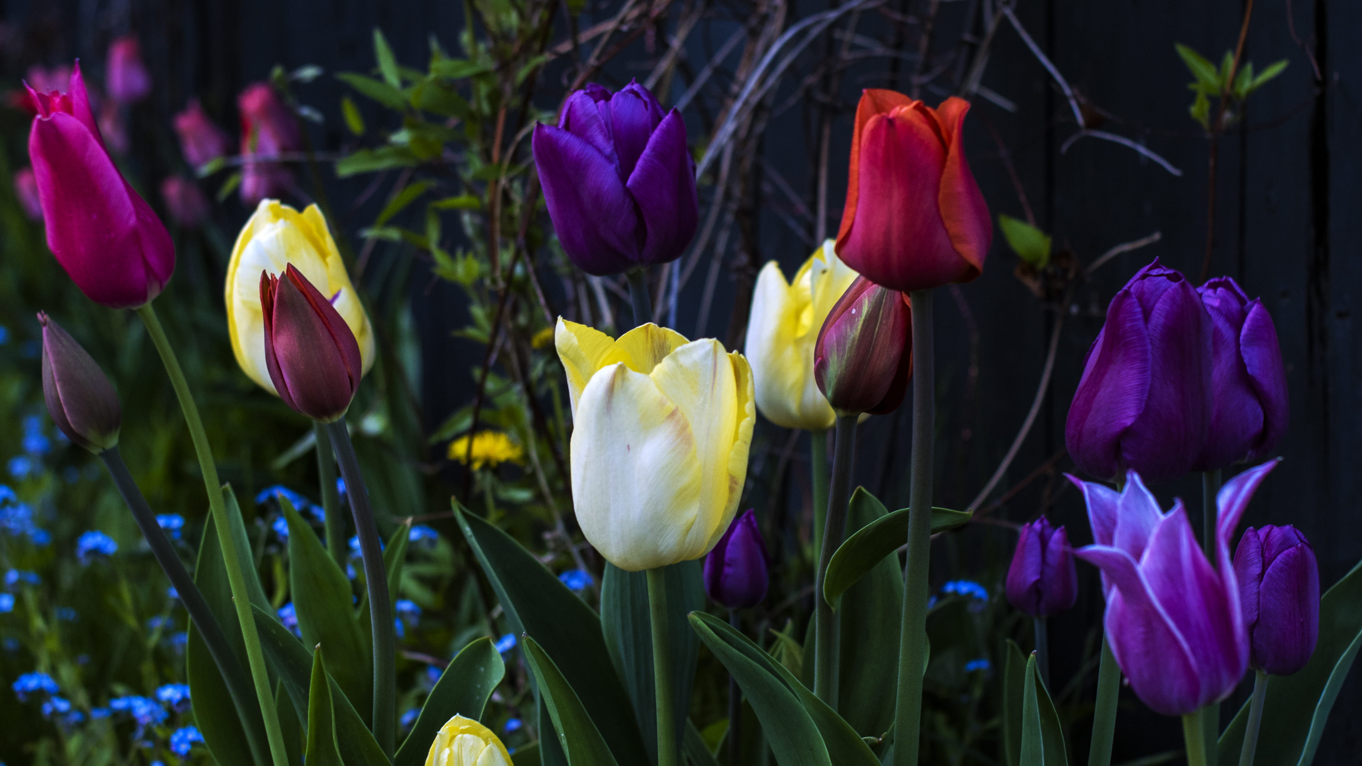 land, purple, crocus, petal, freshness, tulip, yellow, iris, fragility, no people, springtime, 4K, flower, close-up, vulnerability, inflorescence, beauty in nature, HD Wallpaper