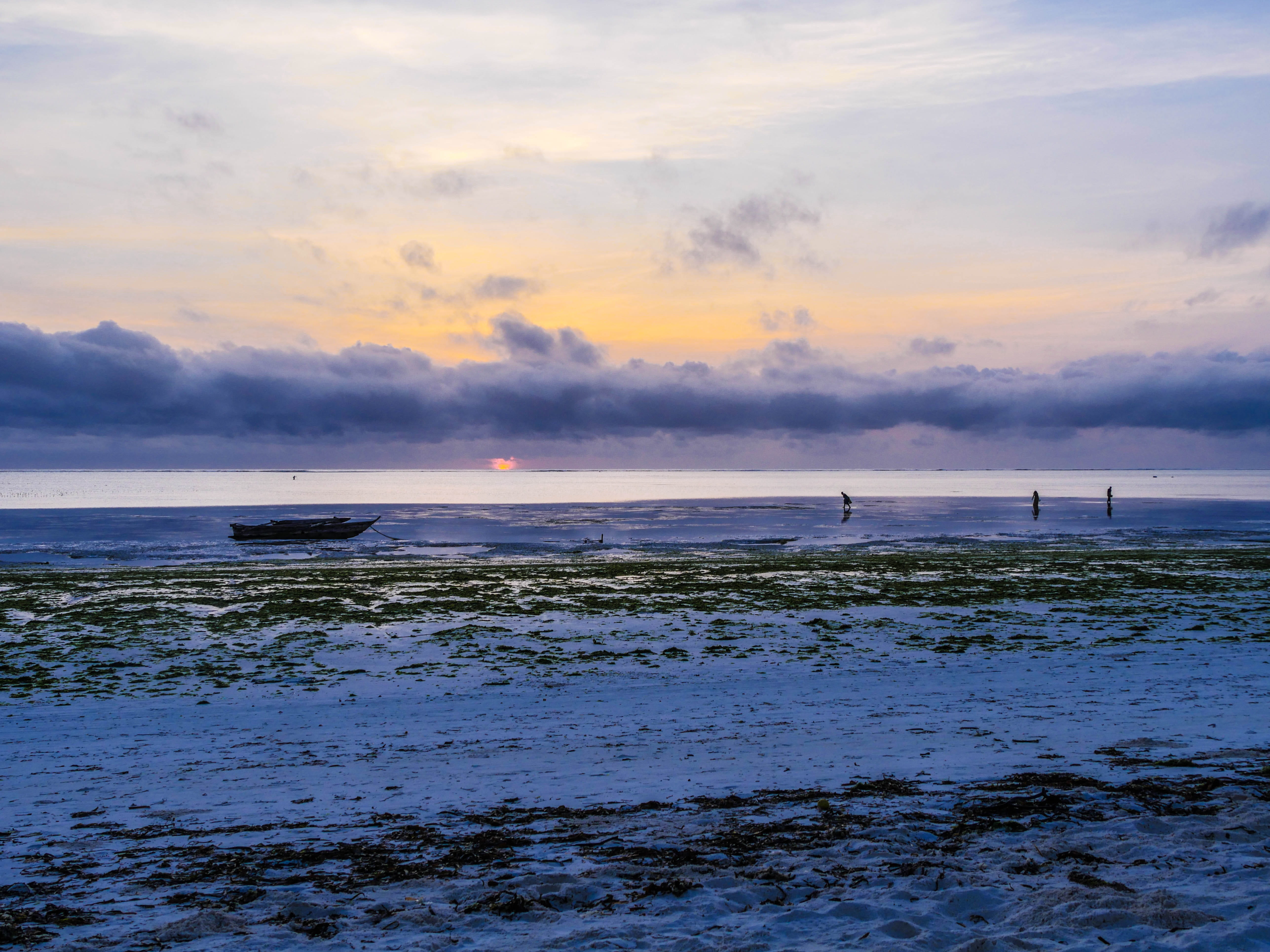 idyllic, zanzibar, horizon over water, crabs, non-urban scene, tanzania, women, sea, scenics - nature, zansibar, tranquility, boom, ebb, beauty in nature, HD Wallpaper