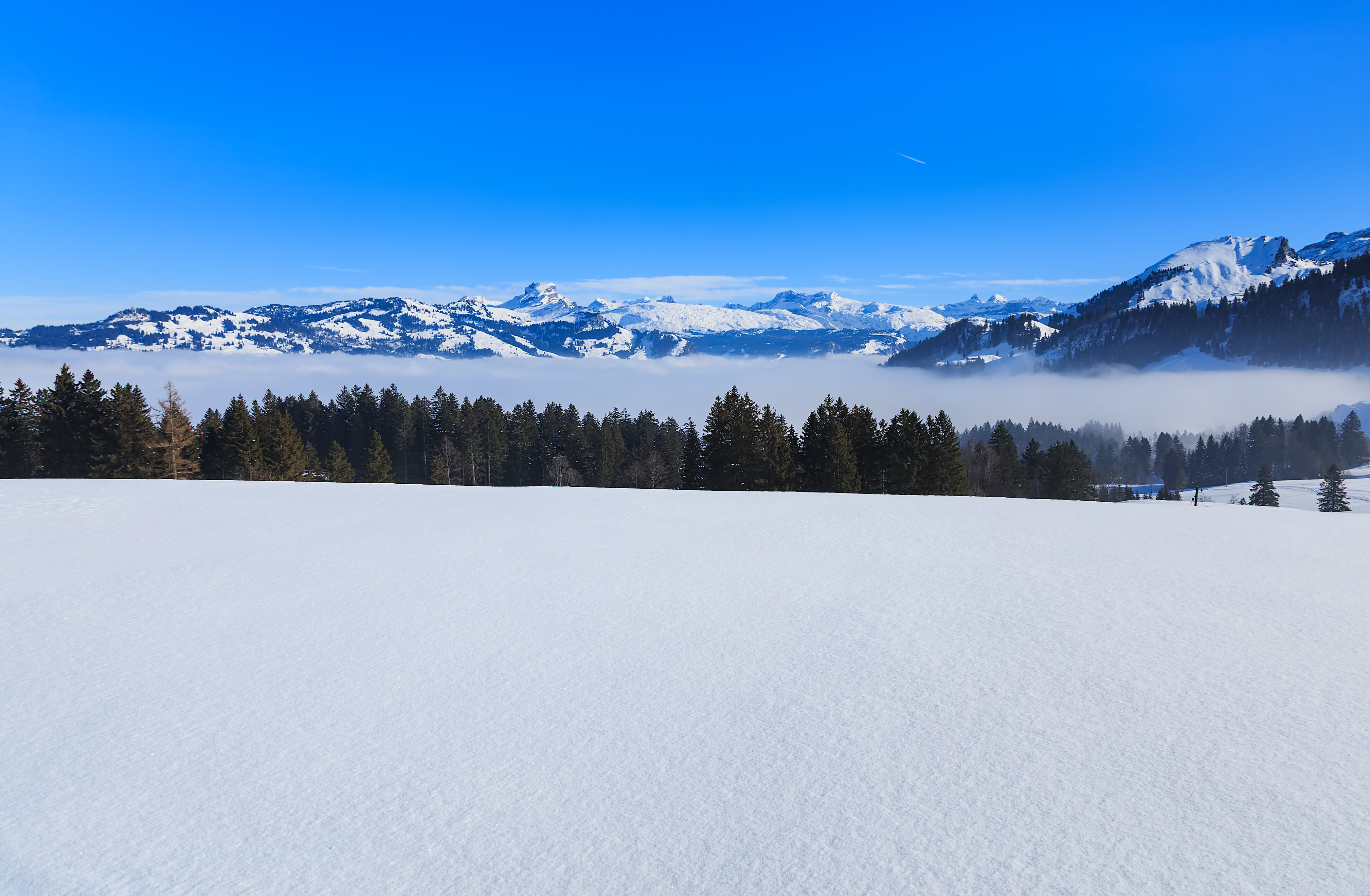 coniferous tree, snowing, mountain, landscape, Schwyz, alps, tranquility, plant, europe, snow, cold temperature, view, 4K, slope, woodland, nature, scenics - nature, HD Wallpaper