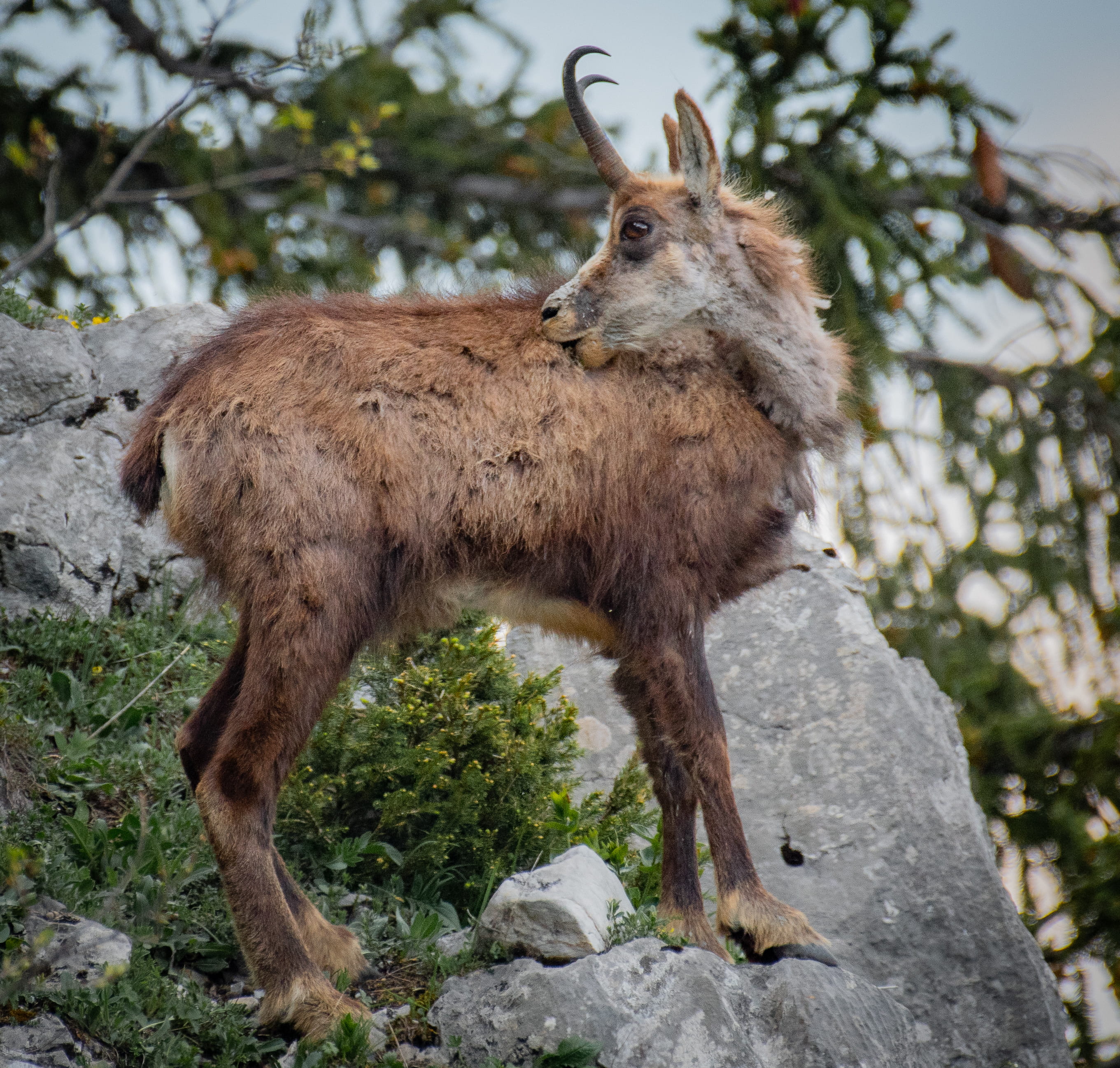 vertebrate, focus on foreground, animal wildlife, spring, alps, deer, schwyz, swiss, switzerland, land, trecking, schwyz - mythen, no people, chamois, 2K, HD Wallpaper
