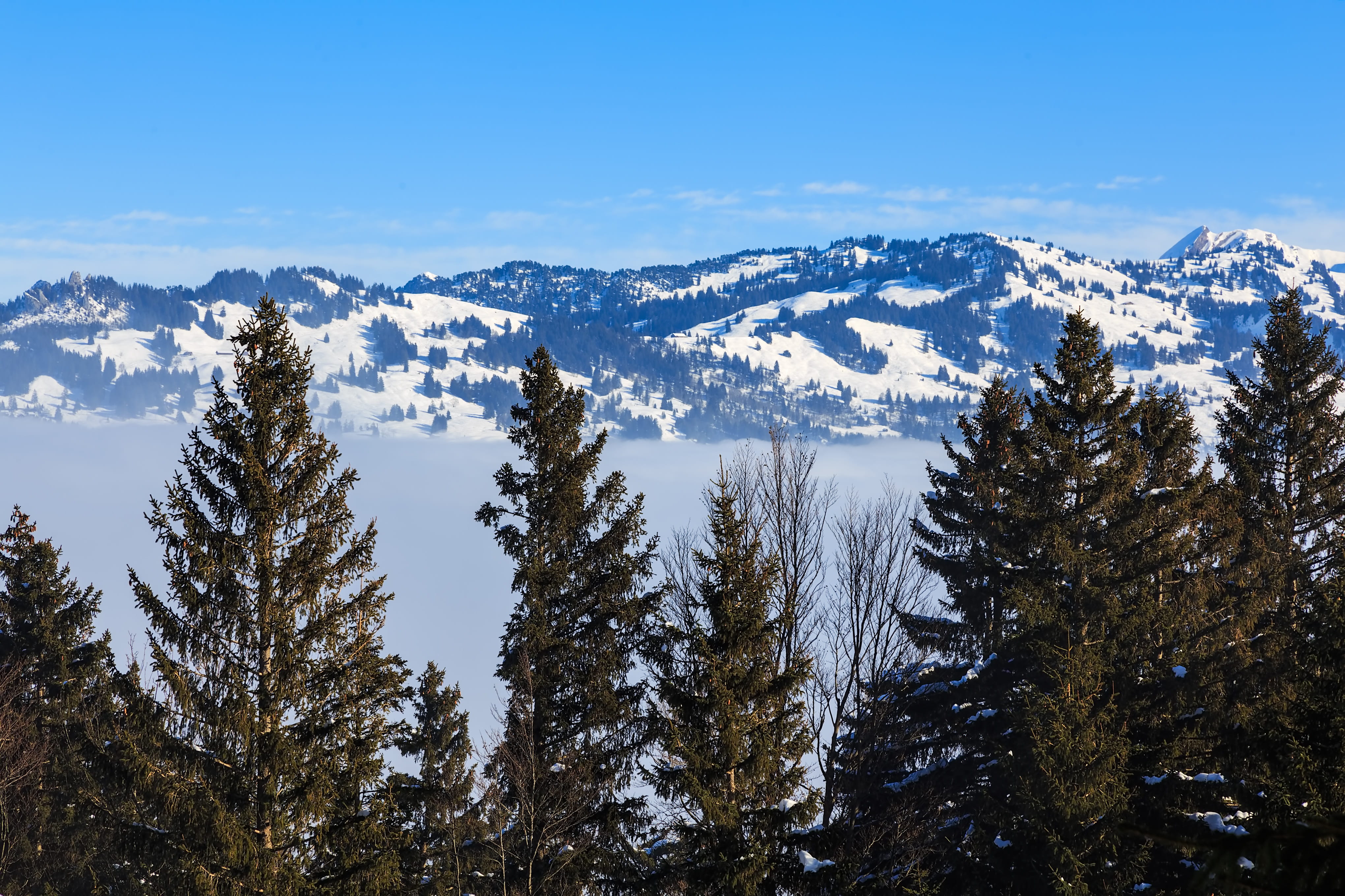 nature, no people, stoos, snowcapped mountain, snowy, pine tree, mountain, scenics - nature, white, swiss, beauty in nature, slope, plant, non-urban scene, HD Wallpaper