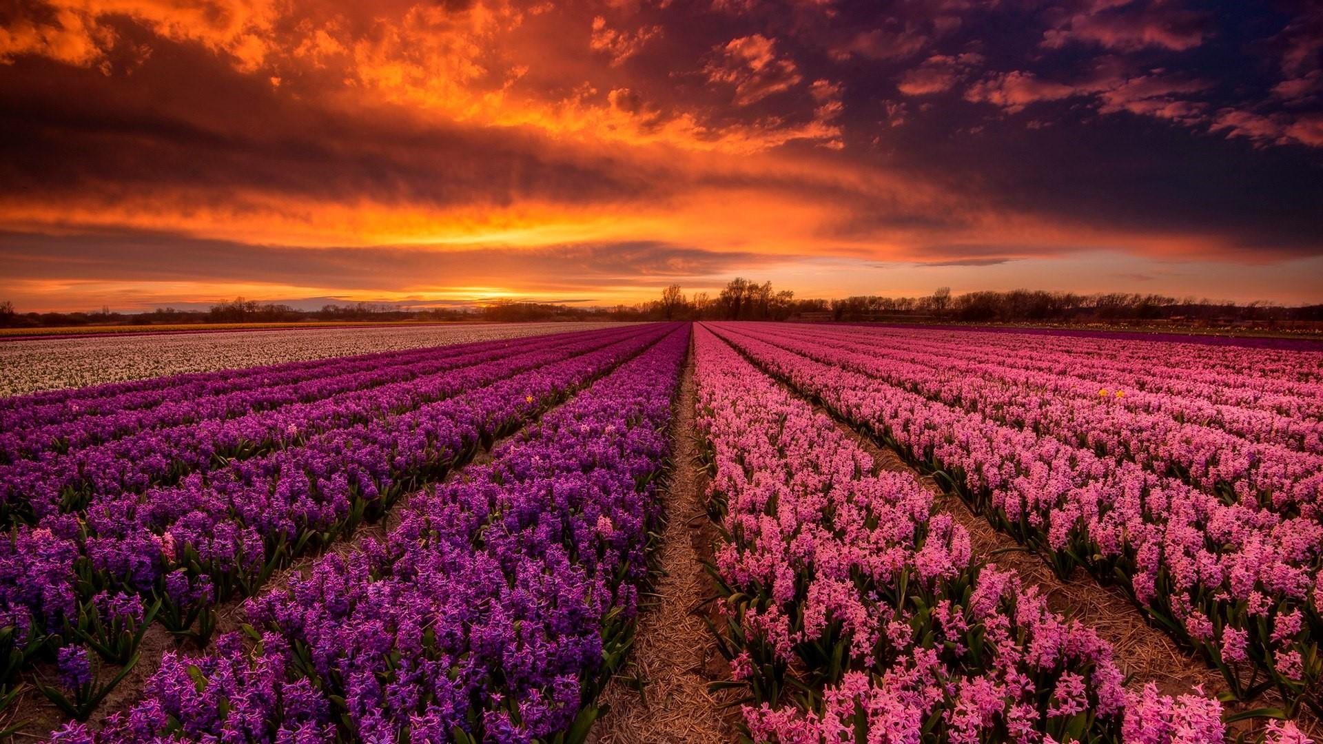 field, afterglow, stolwijk, no people, crop, red sky, environment, netherlands, eu, scenics - nature, flower, sky, flower field, sunset, hyacinth, sunlight, HD Wallpaper