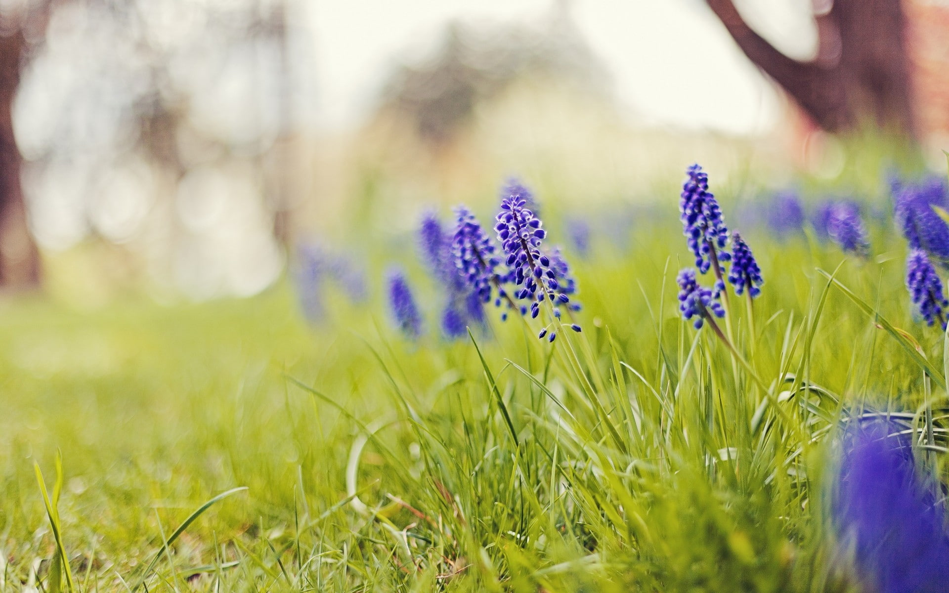 growth, hyacinths, plant, close-up, flower, springtime, beauty in nature, Nature, selective focus, blue, flowering plant, no people, land, depth, outdoors, HD Wallpaper