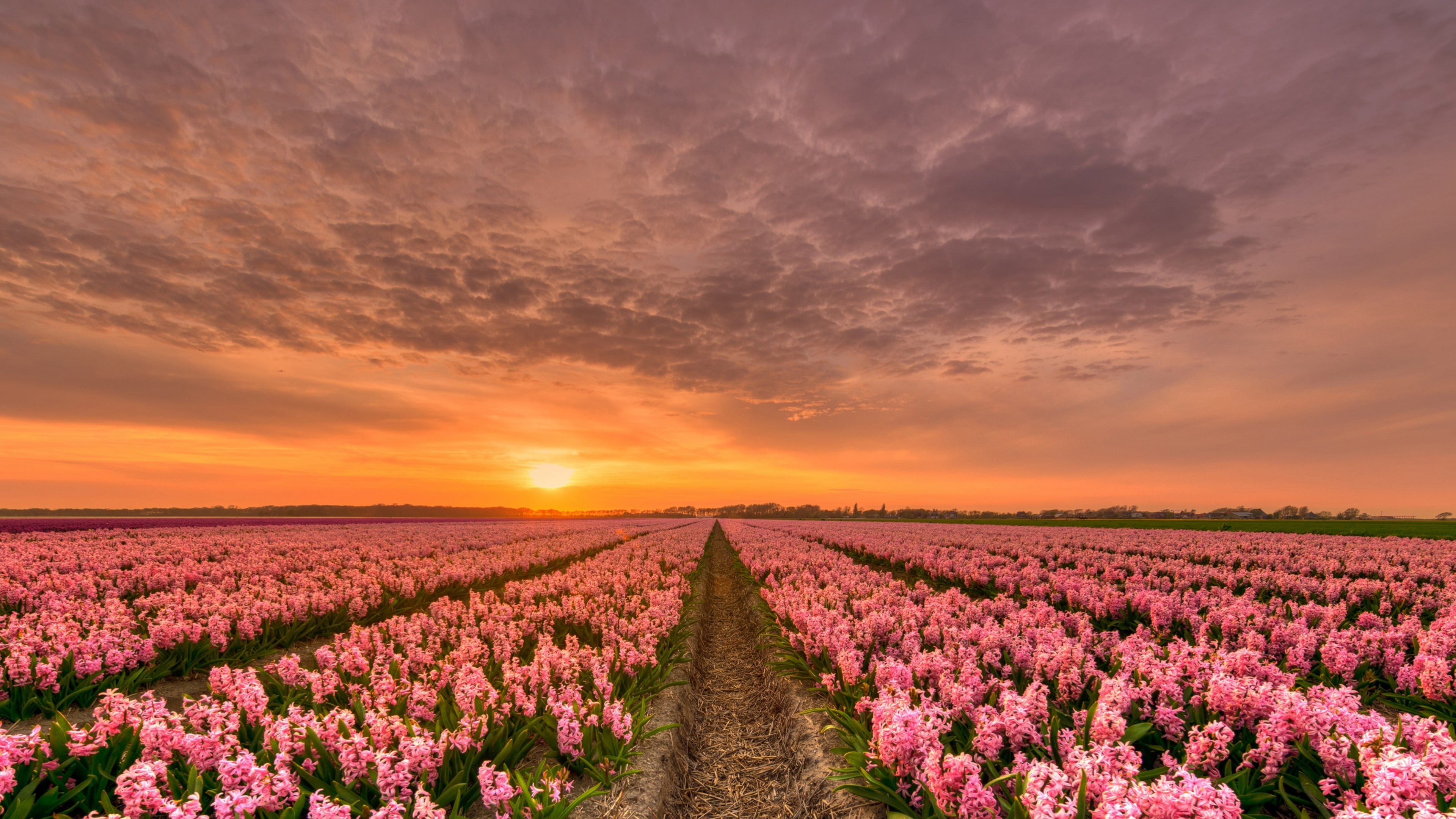 lavender, vibrant color, purple, landscape, netherland, sky, land, sun, field, afterglow, cloud, outdoors, tranquility, spring sunset, rural scene, beauty in nature, HD Wallpaper