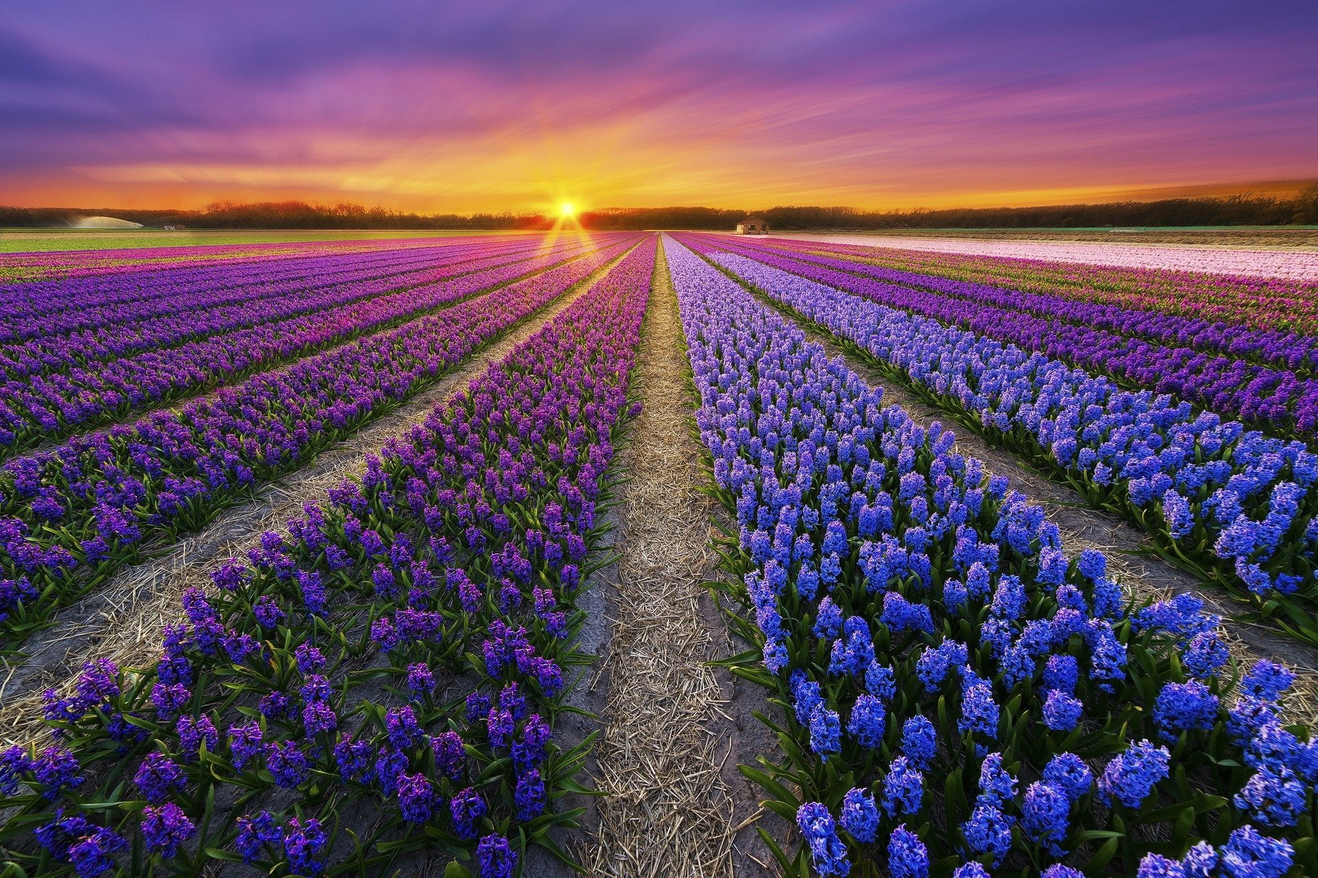 Field, Flowers, Hyacinth, Blue Flower, Flower, Purple Flower, 1080P, Sunset, Earth, HD Wallpaper