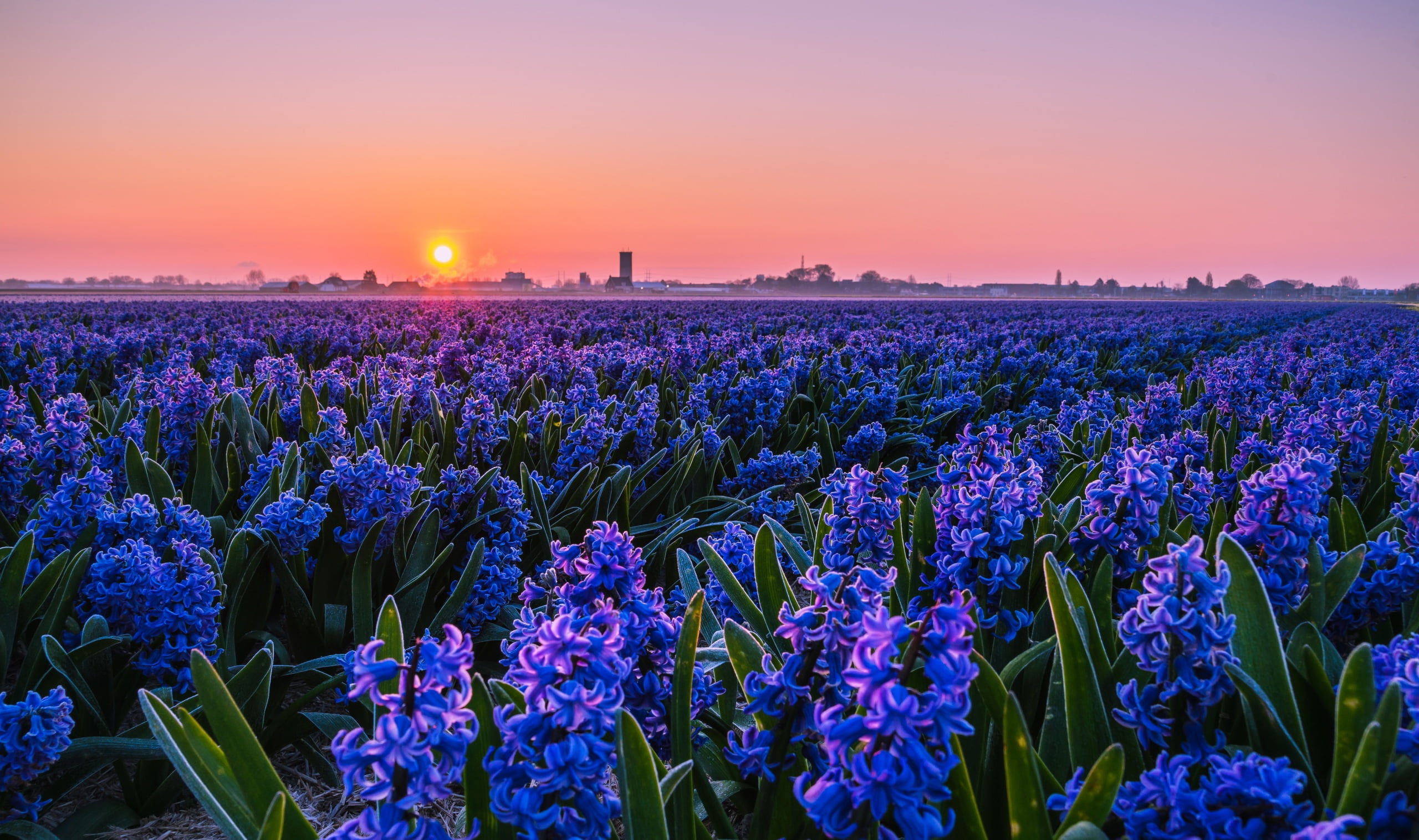 field, sunset, 2K, flowers, hyacinths, HD Wallpaper