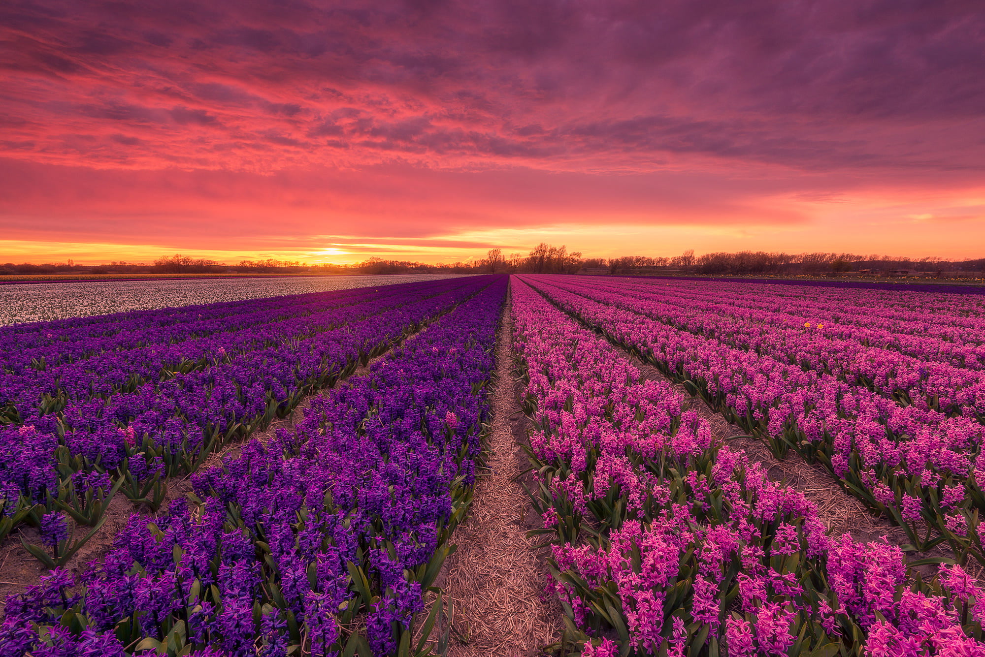 Field, 1080P, Purple Flower, Hyacinth, Flower, Flowers, HD Wallpaper