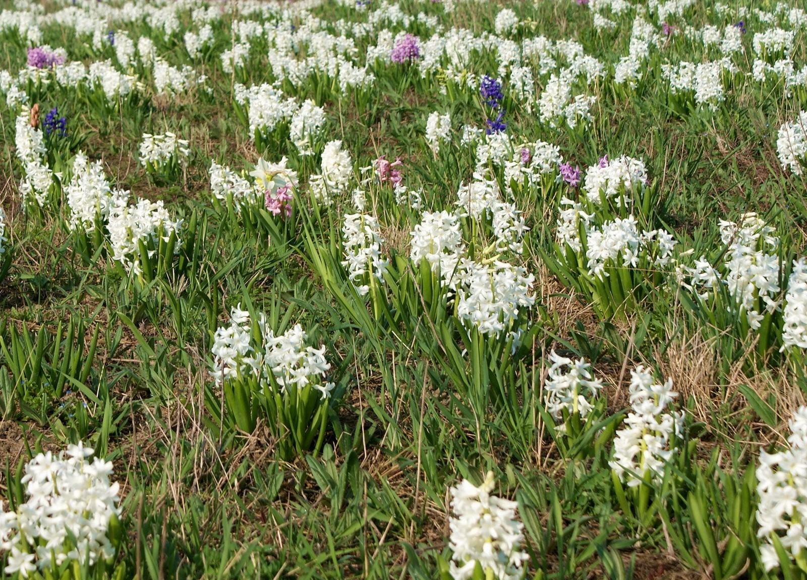 day, flower, nature, green, field, land, high angle view, white, hyacinths, close-up, green color, flowers, grass, flowerbed, fields, flowering plant, tranquility, HD Wallpaper