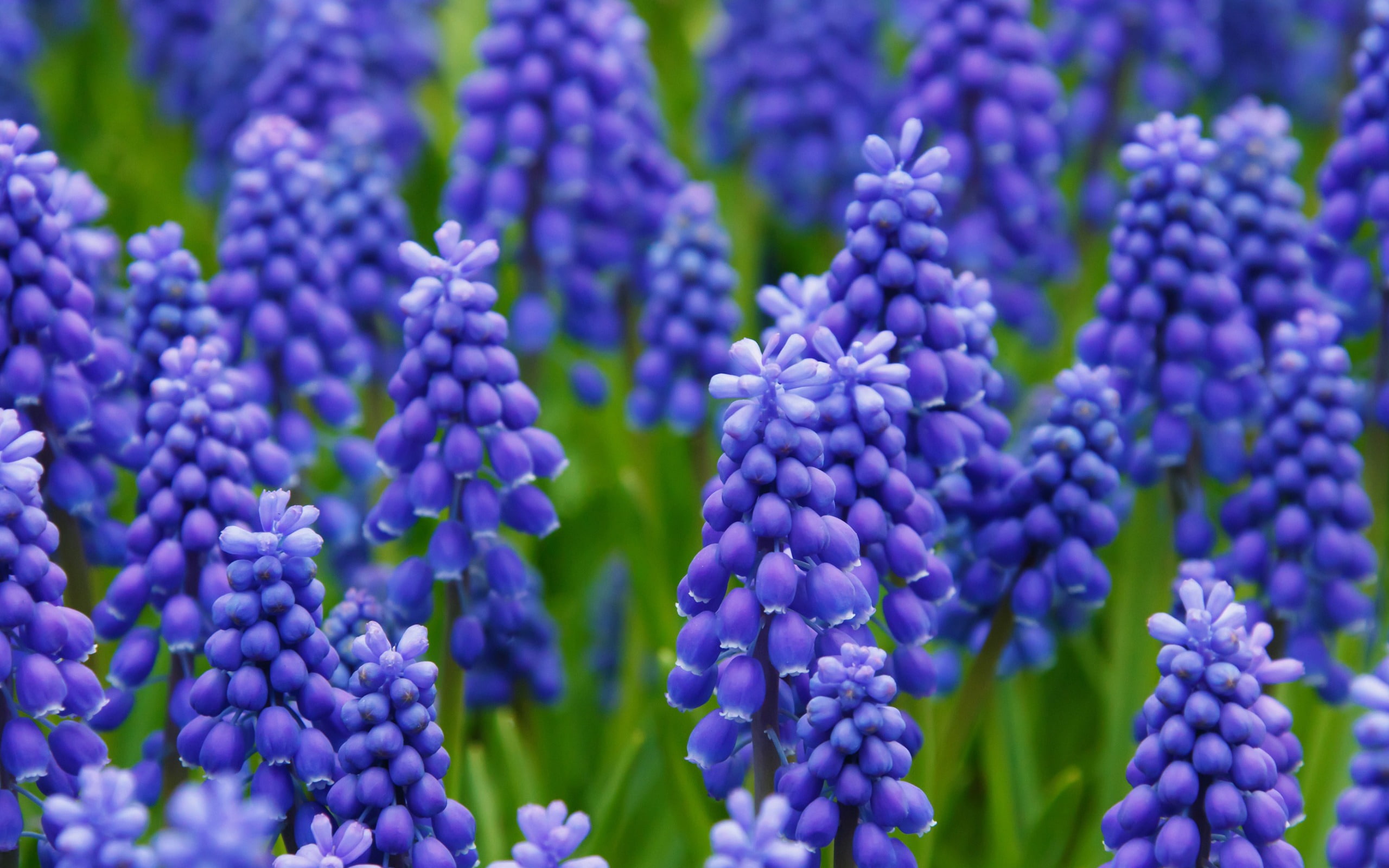 full frame, vibrant color, nature, field, freshness, flowering plant, lavender, food, flower, plant, growth, hyacinth, food and drink, fragility, HD Wallpaper