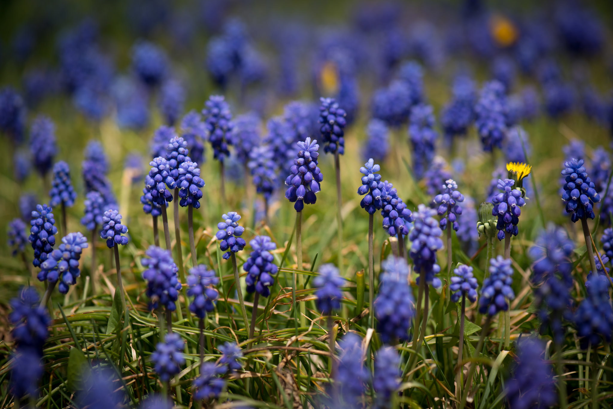 Muscari, 1080P, flowers, blue flowers, field, yellow flowers, twigs, hyacinths, wildflowers, HD Wallpaper