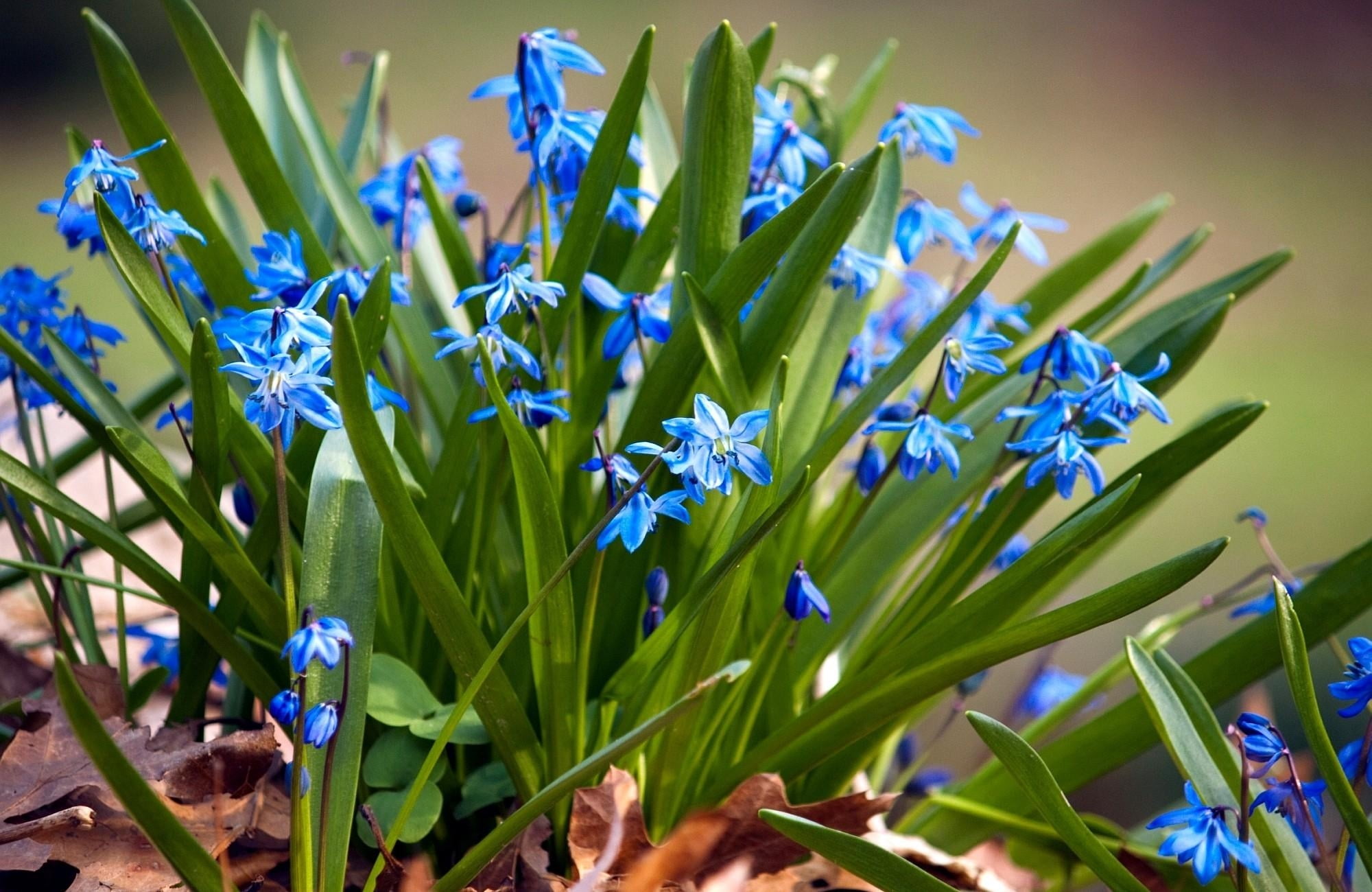 no People, inflorescence, meadow, herbs, flower Head, fragility, hyacinth, macro, botany, nature, petaled, crocus, day, freshness, plant, small, land, outdoors, HD Wallpaper